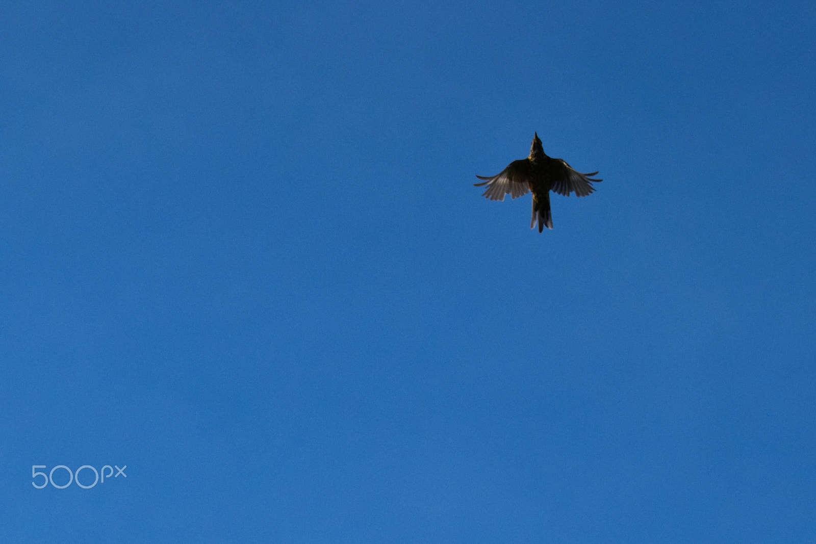 Tamron SP 150-600mm F5-6.3 Di VC USD sample photo. Emberiza citrinella, yellowhammer, in flight photography