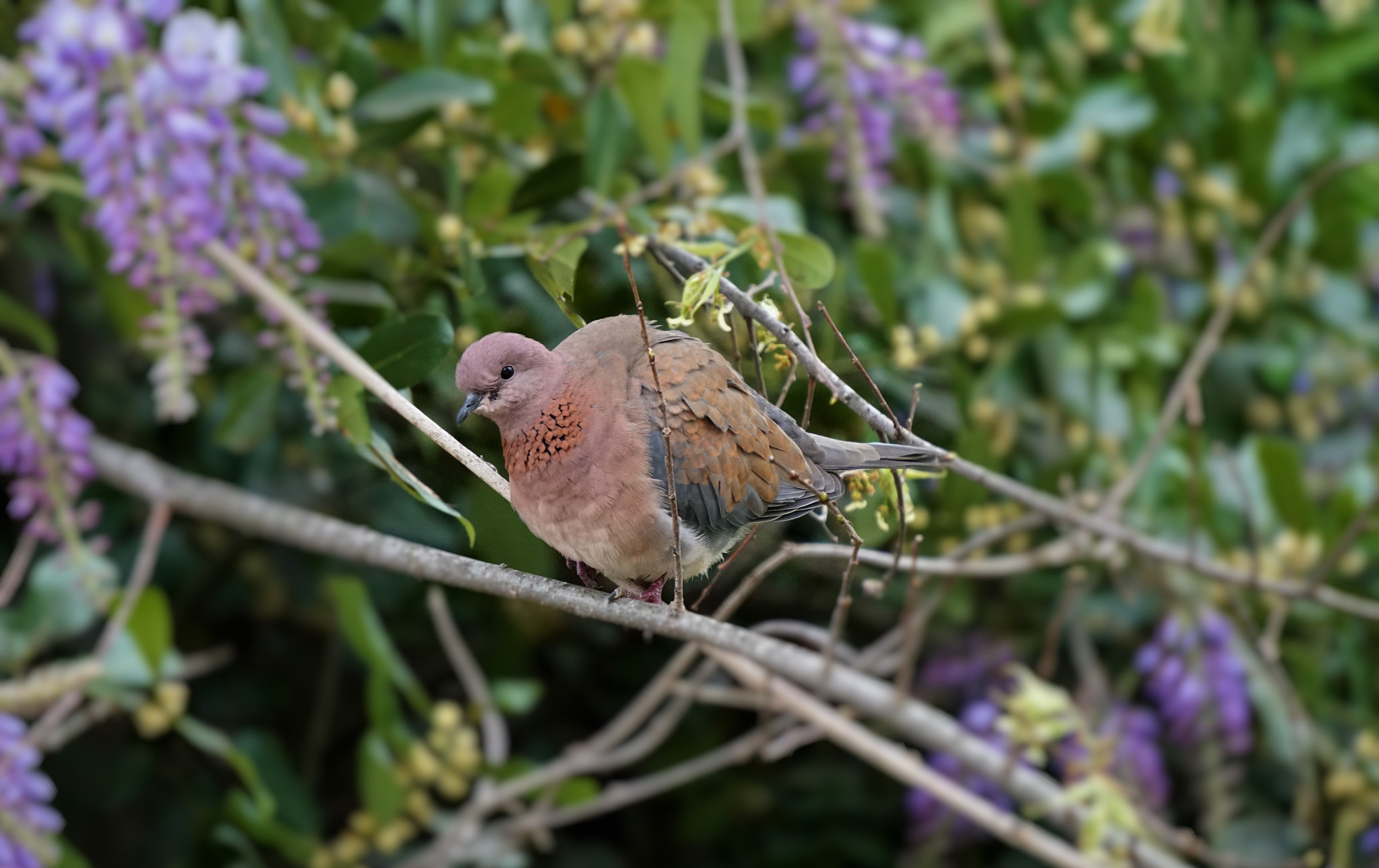 Sony E 55-210mm F4.5-6.3 OSS sample photo. Dove photography