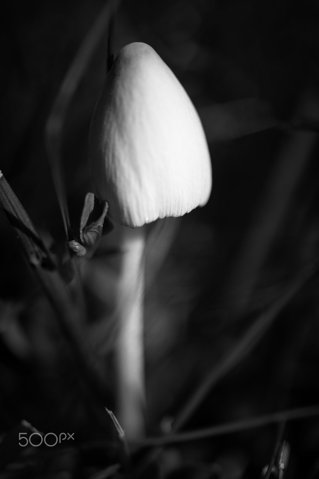 Samsung NX30 + Samsung NX 60mm F2.8 Macro ED OIS SSA sample photo. About light and shadow photography