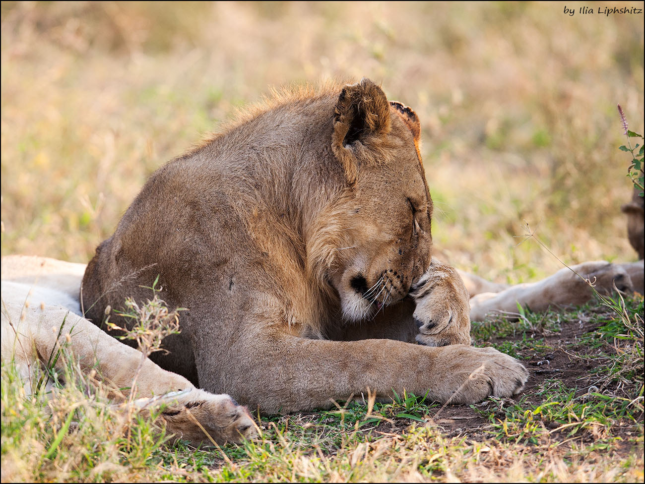 Canon EOS-1D Mark III + Canon EF 300mm F2.8L IS USM sample photo. Lions of serengeti №8 photography