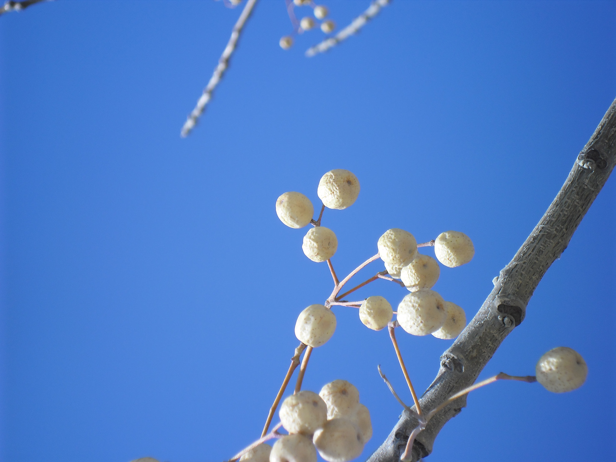 Samsung ES80/ ES81 sample photo. Berry yellow photography
