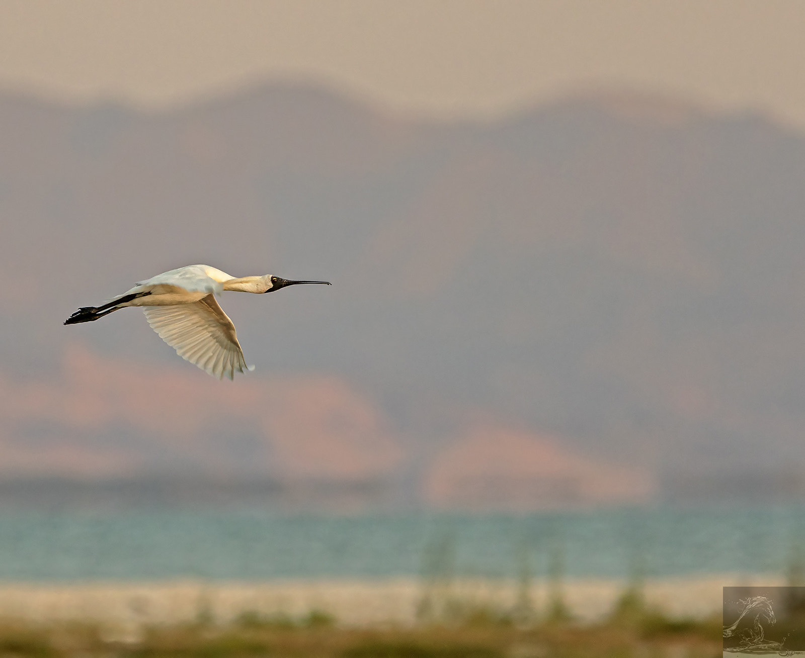 Canon EF 300mm F2.8L IS USM sample photo. Royal spoonbill 02 photography