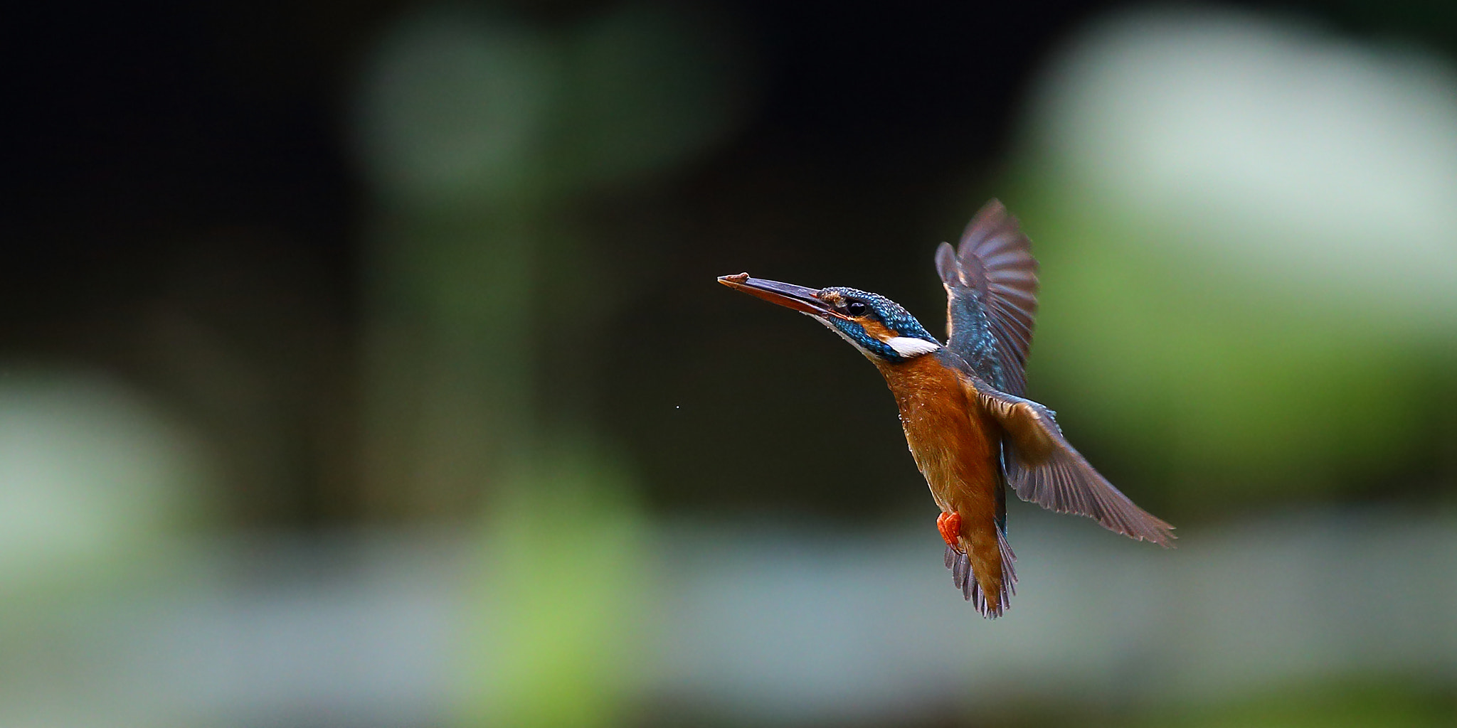 Canon EF 300mm F2.8L IS II USM sample photo. Catch a mouth of mud photography