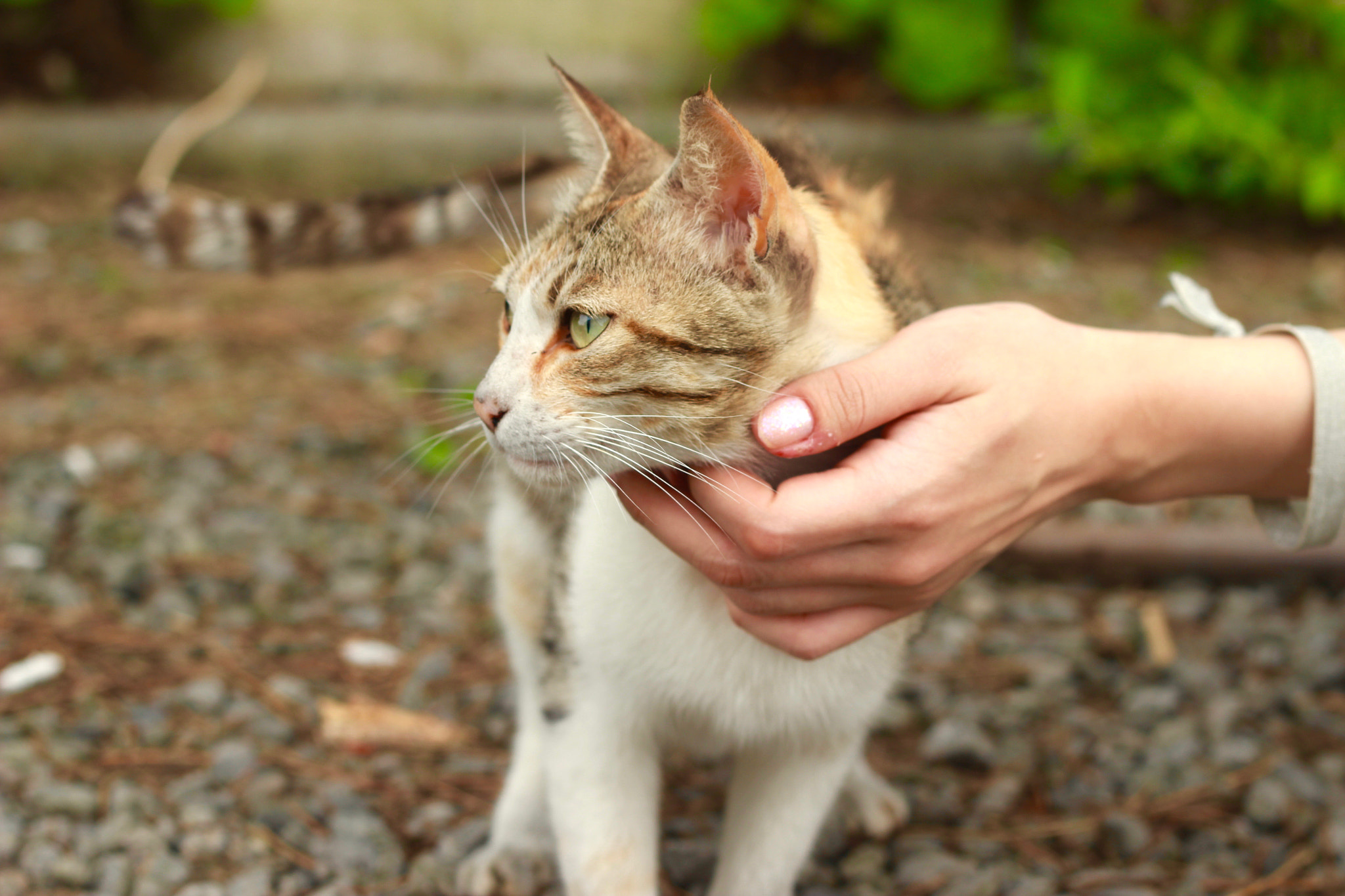 Canon EOS 600D (Rebel EOS T3i / EOS Kiss X5) + Canon EF 50mm F1.8 II sample photo. Staring into the distance photography