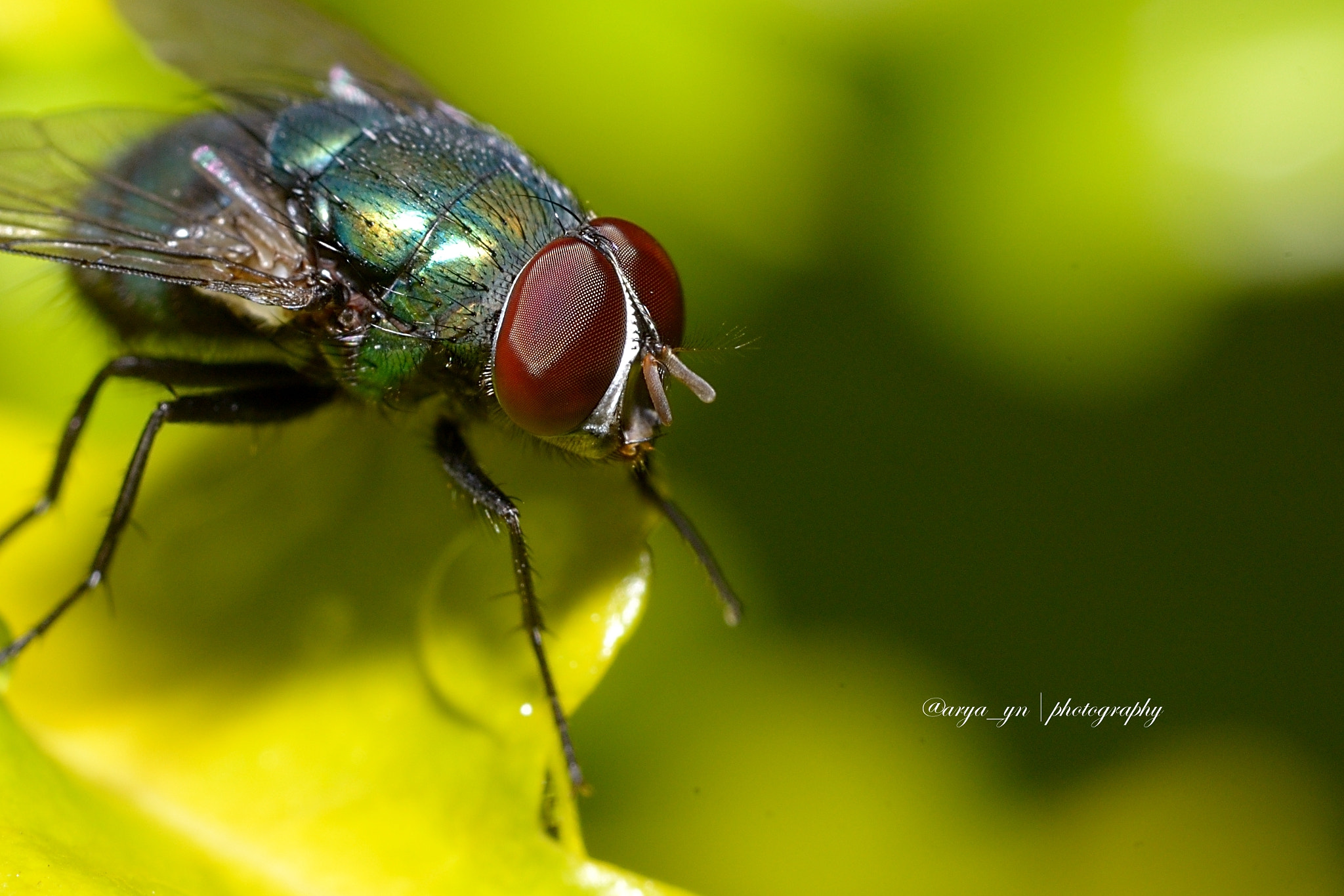 Sigma 105mm F2.8 EX DG OS HSM sample photo. Green...fly... photography