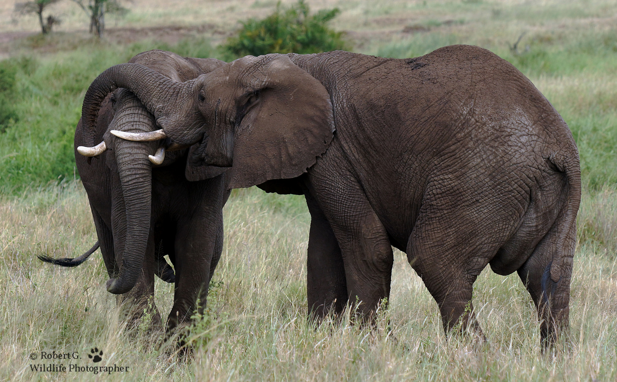 Sony SLT-A77 + Minolta/Sony AF 70-200mm F2.8 G sample photo. Elefants 1 photography
