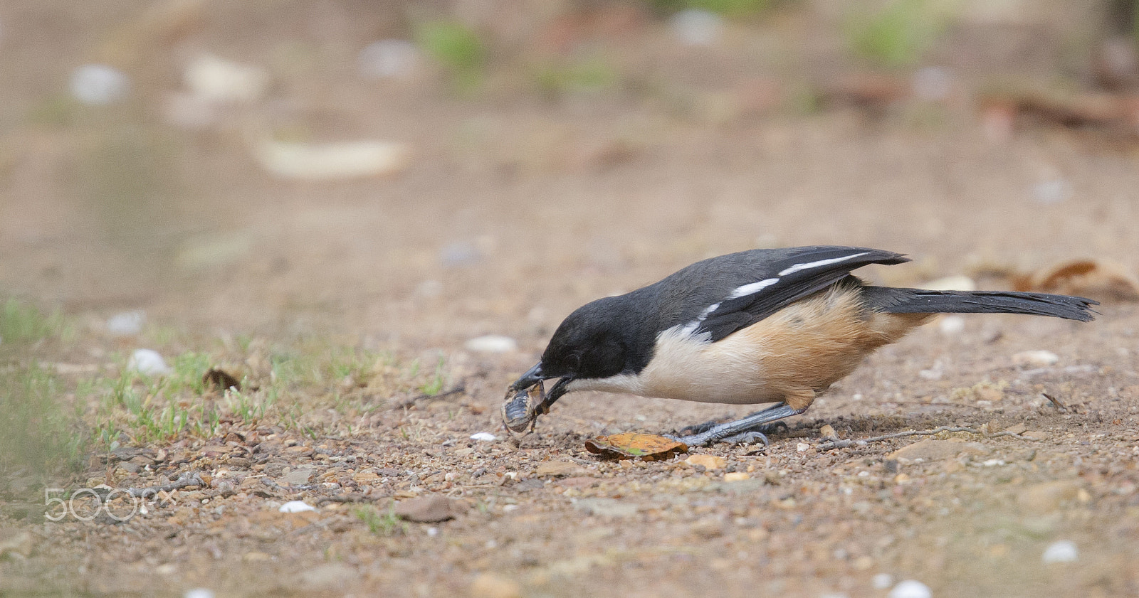 Canon EF 400mm F2.8L IS USM sample photo. Boubou shrike photography