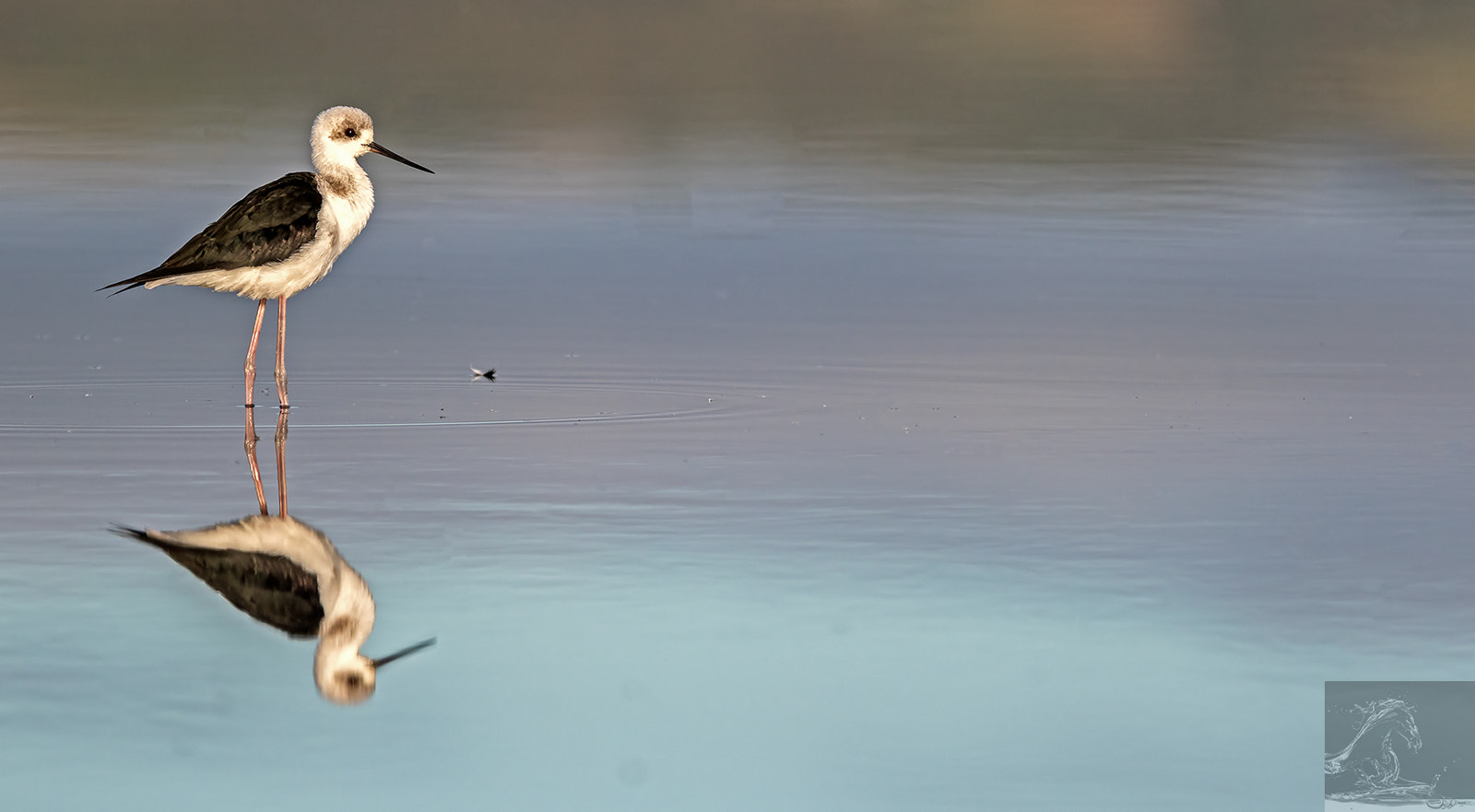 Canon EF 300mm F2.8L IS USM sample photo. Pied stilt 25 photography