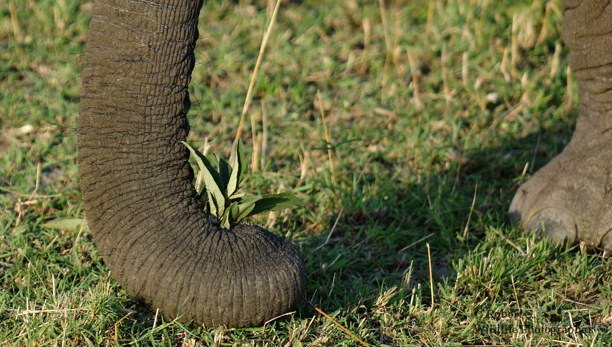 Sony SLT-A77 + Minolta/Sony AF 70-200mm F2.8 G sample photo. Eating elephant photography