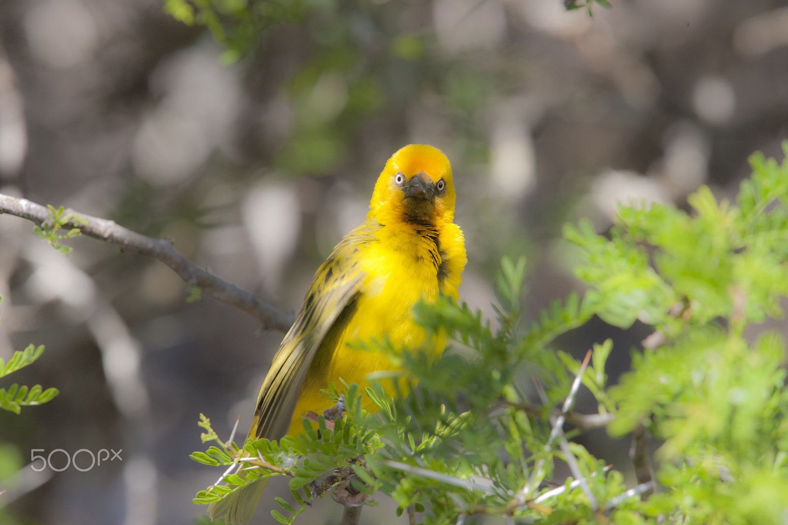 Canon EF 400mm F2.8L IS USM sample photo. Cape weaver photography