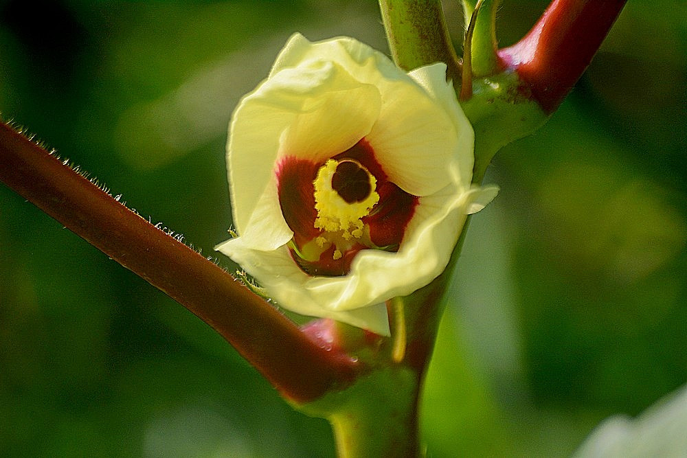 Nikon D7100 + Sigma 70-300mm F4-5.6 APO Macro Super II sample photo. La fleur d'okra photography