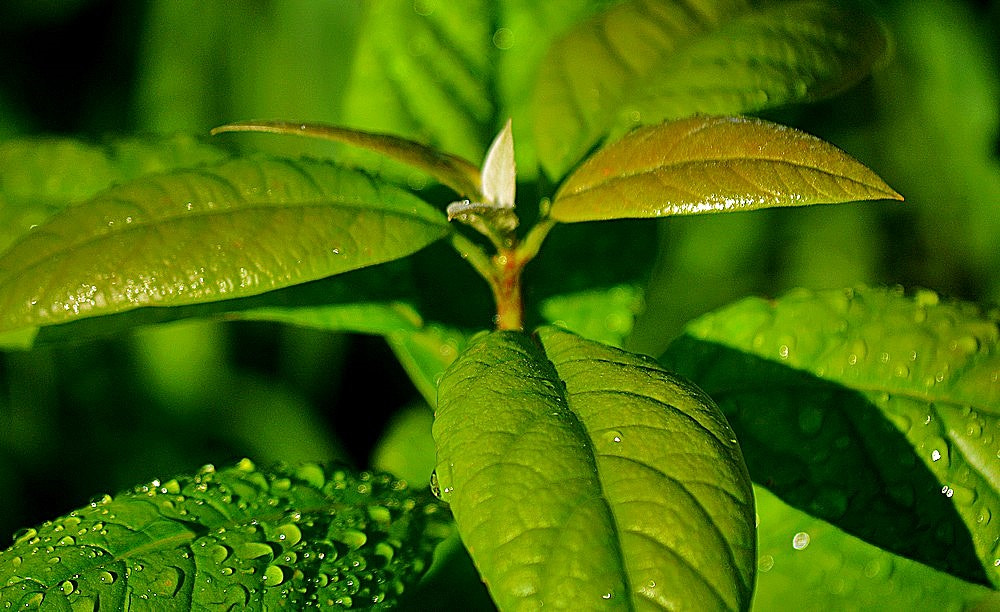 Sigma 70-300mm F4-5.6 APO Macro Super II sample photo. Les feuilles d'avocado photography