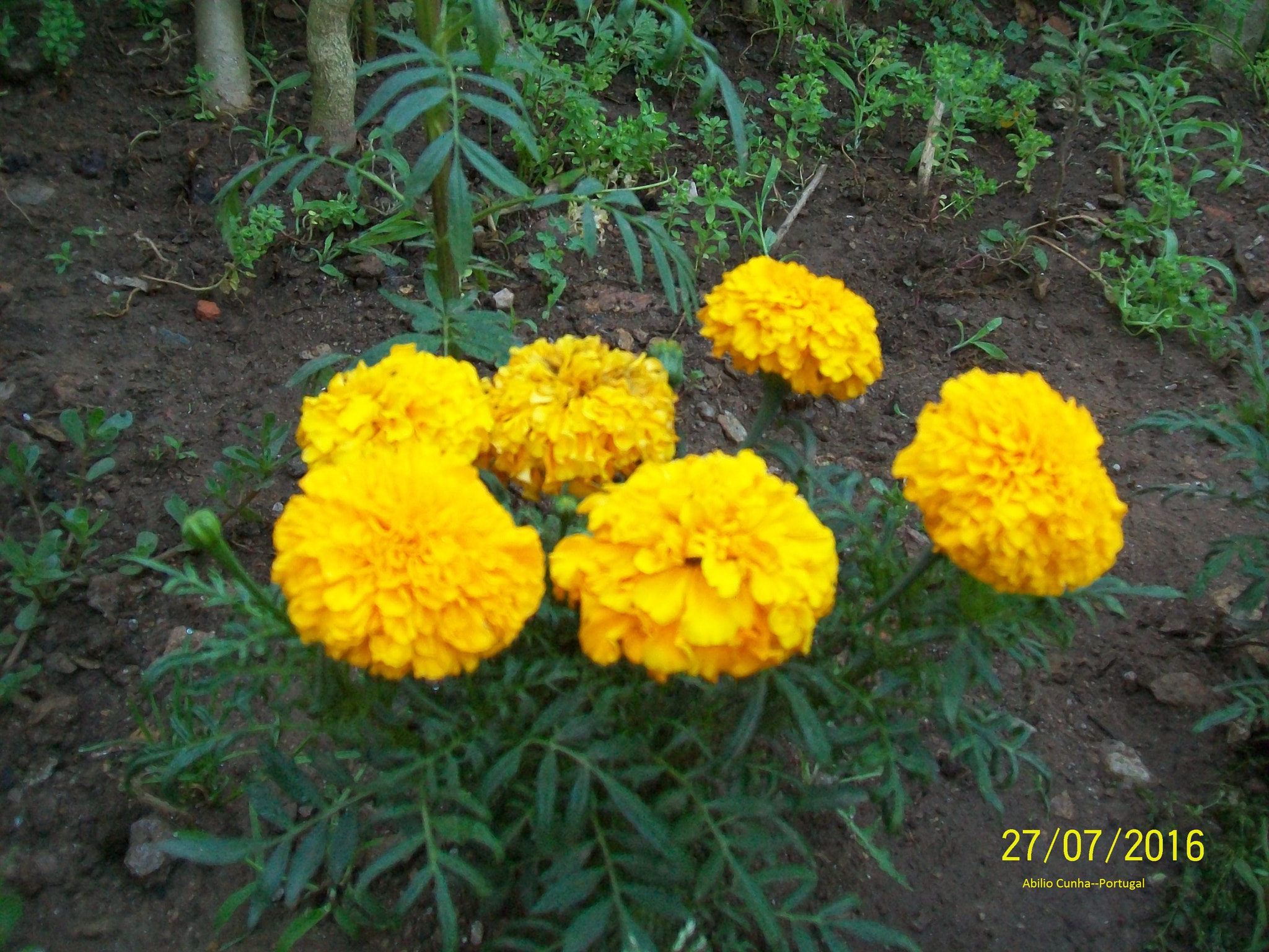 Kodak EasyShare C913 sample photo. Flores de jardim em douro litoral photography