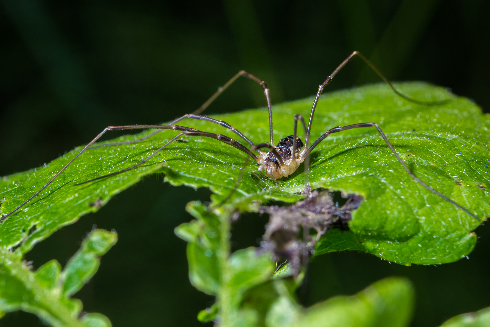 Canon EF 35-70mm f/3.5-4.5A sample photo. Spider photography