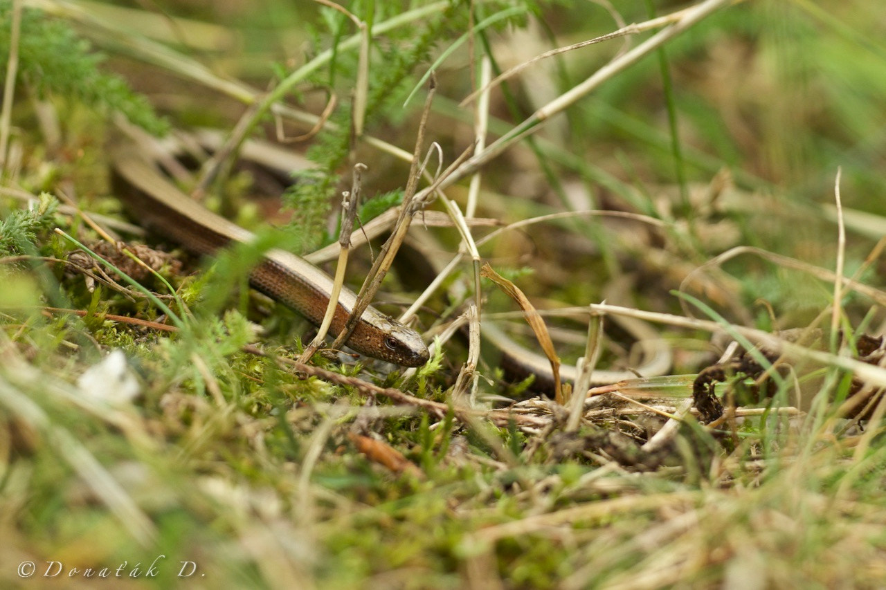 Canon EOS 7D Mark II + Canon EF 200-400mm F4L IS USM Extender 1.4x sample photo. Slepýš křehký (anguis fragilis) photography