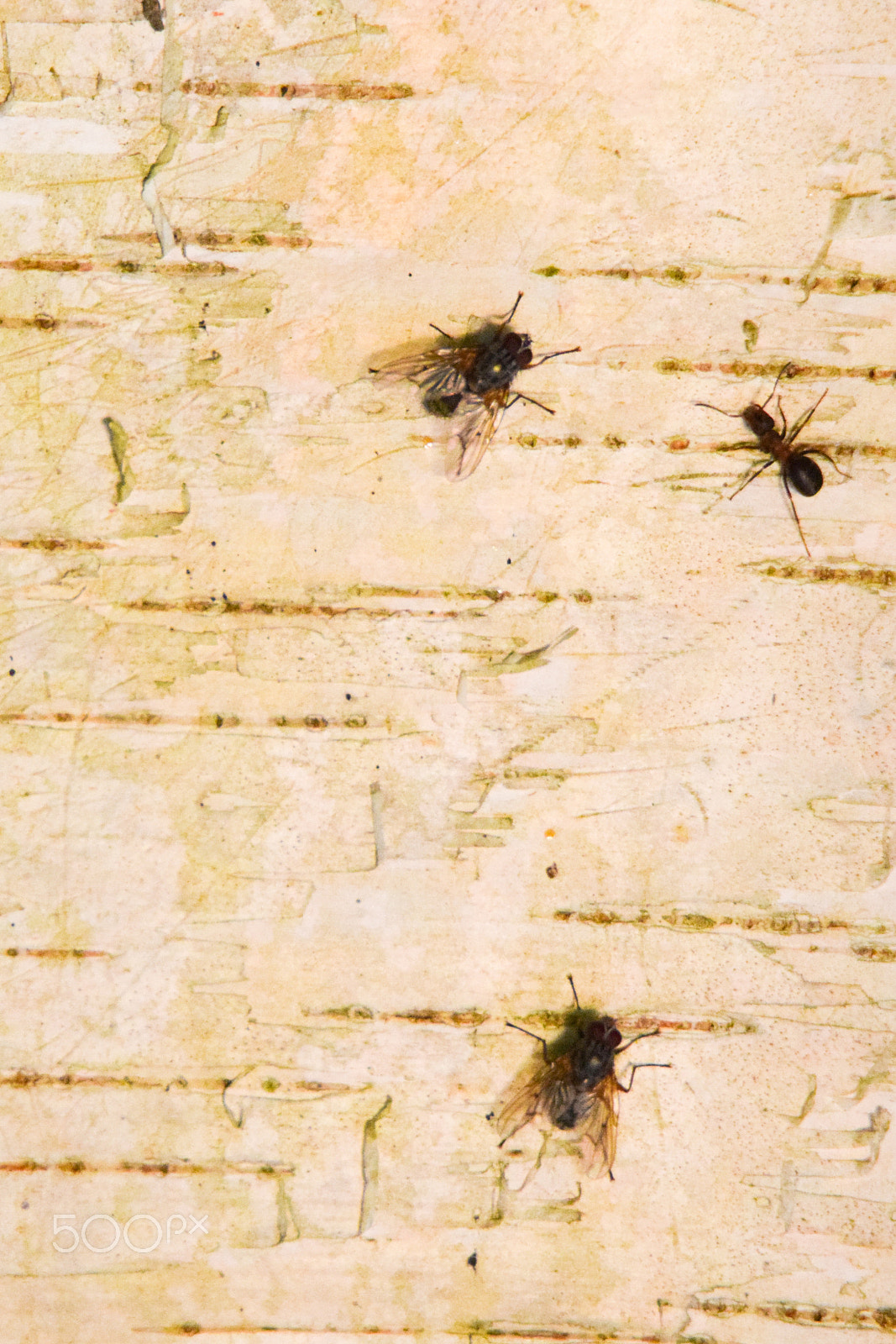 Tamron SP 150-600mm F5-6.3 Di VC USD sample photo. Flies and ant photography