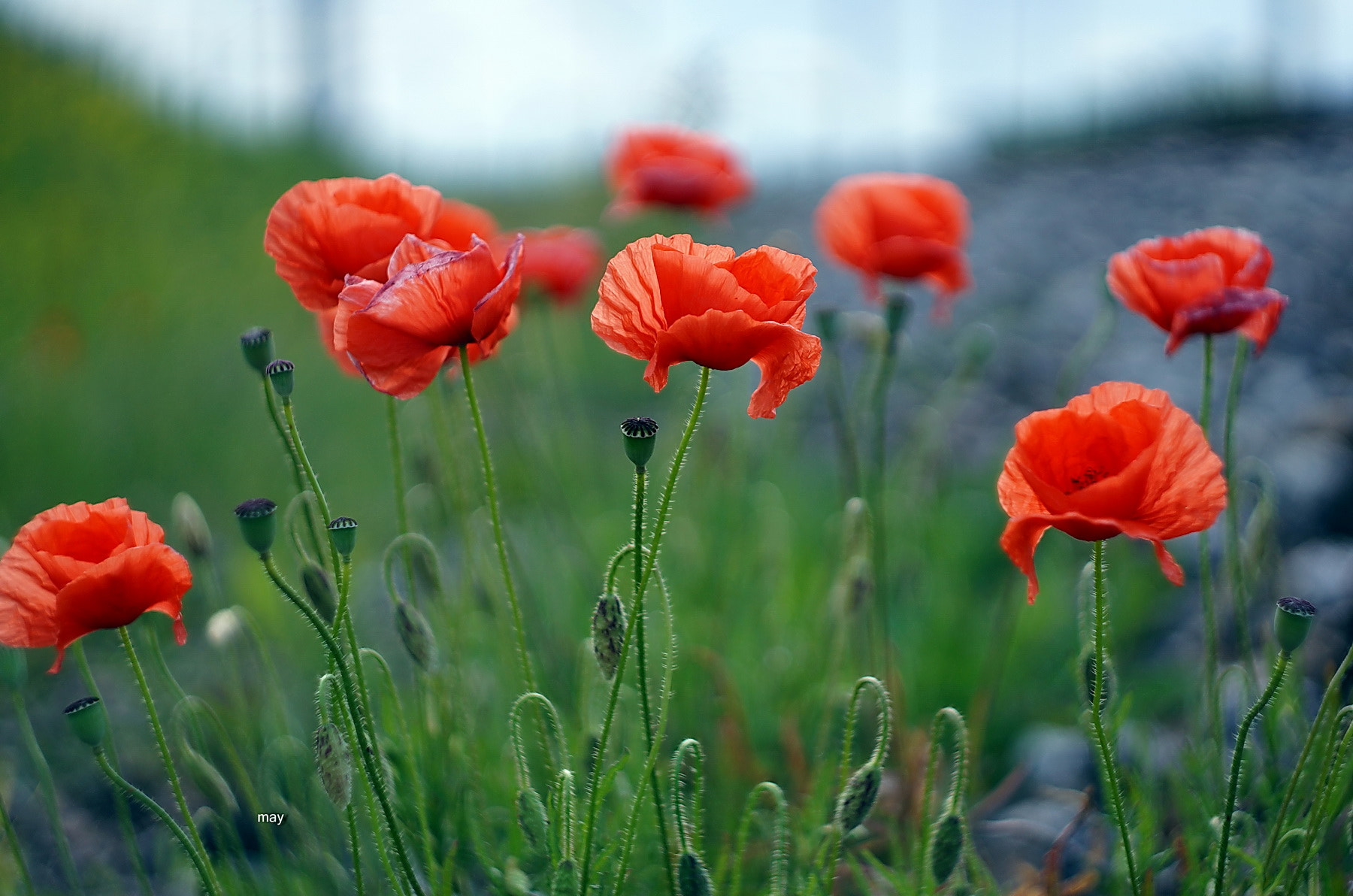 Sony SLT-A65 (SLT-A65V) + Minolta AF 50mm F1.7 sample photo. Romantic poppies.. photography