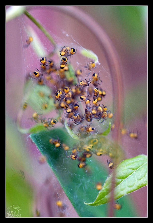 Sigma 150mm F2.8 EX DG Macro HSM sample photo. Childhood #1 photography