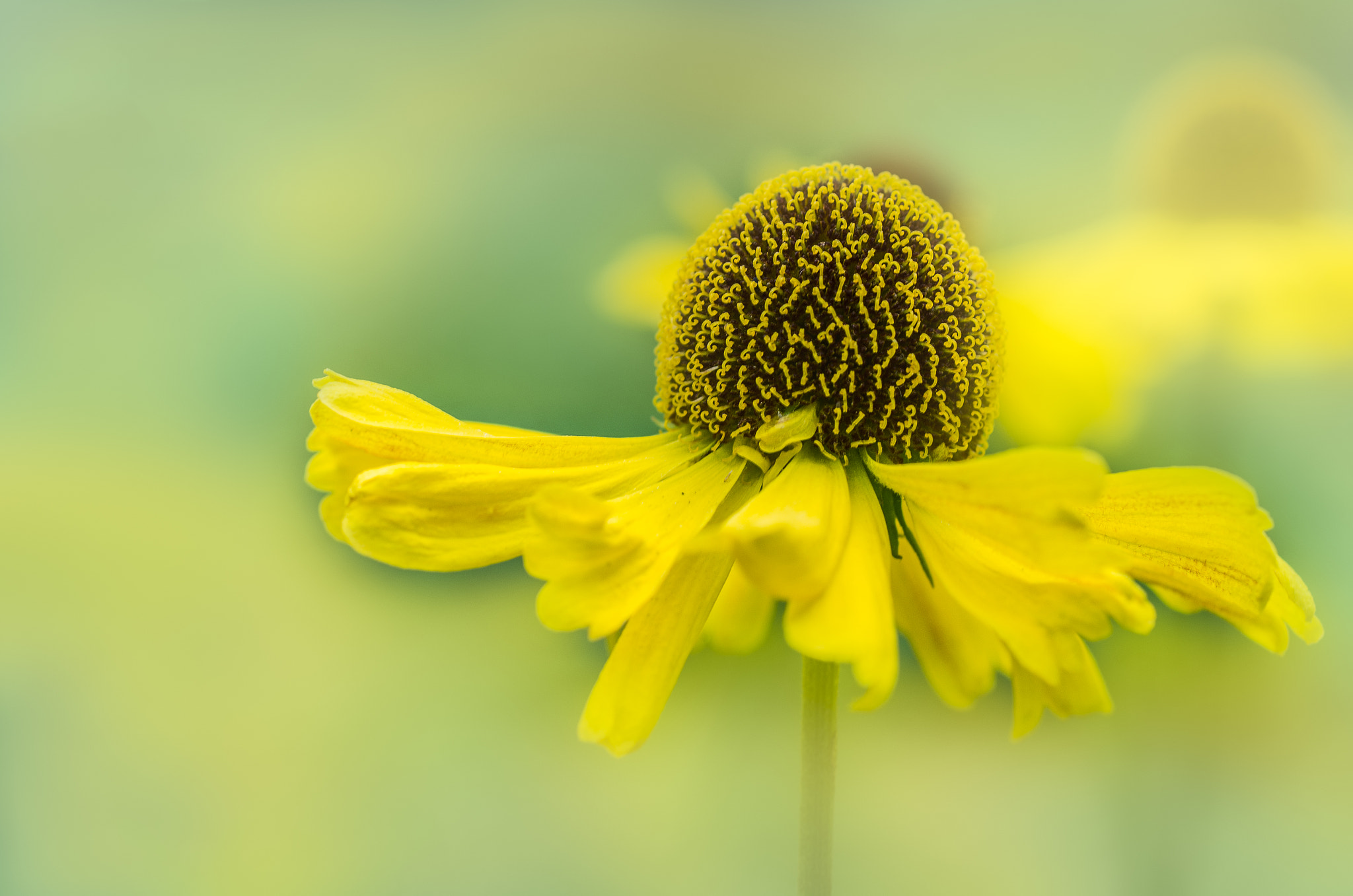 Pentax K-5 + smc PENTAX-F MACRO 50mm F2.8 sample photo. Study in yellow photography