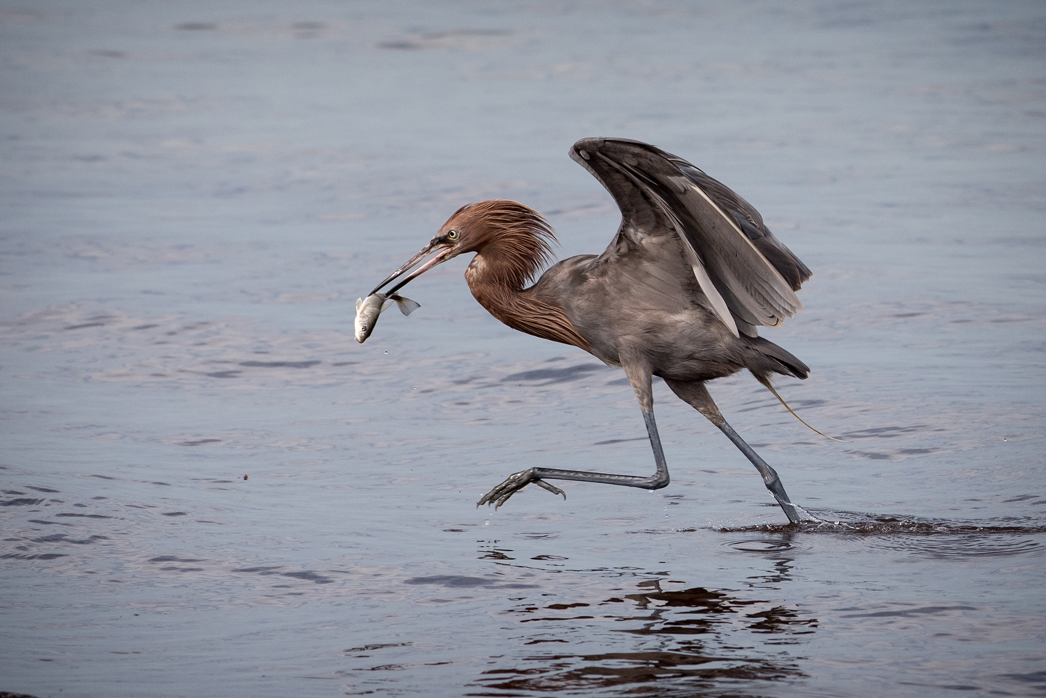 Nikon AF-S Nikkor 300mm F2.8G ED VR II sample photo. Velociraptor photography