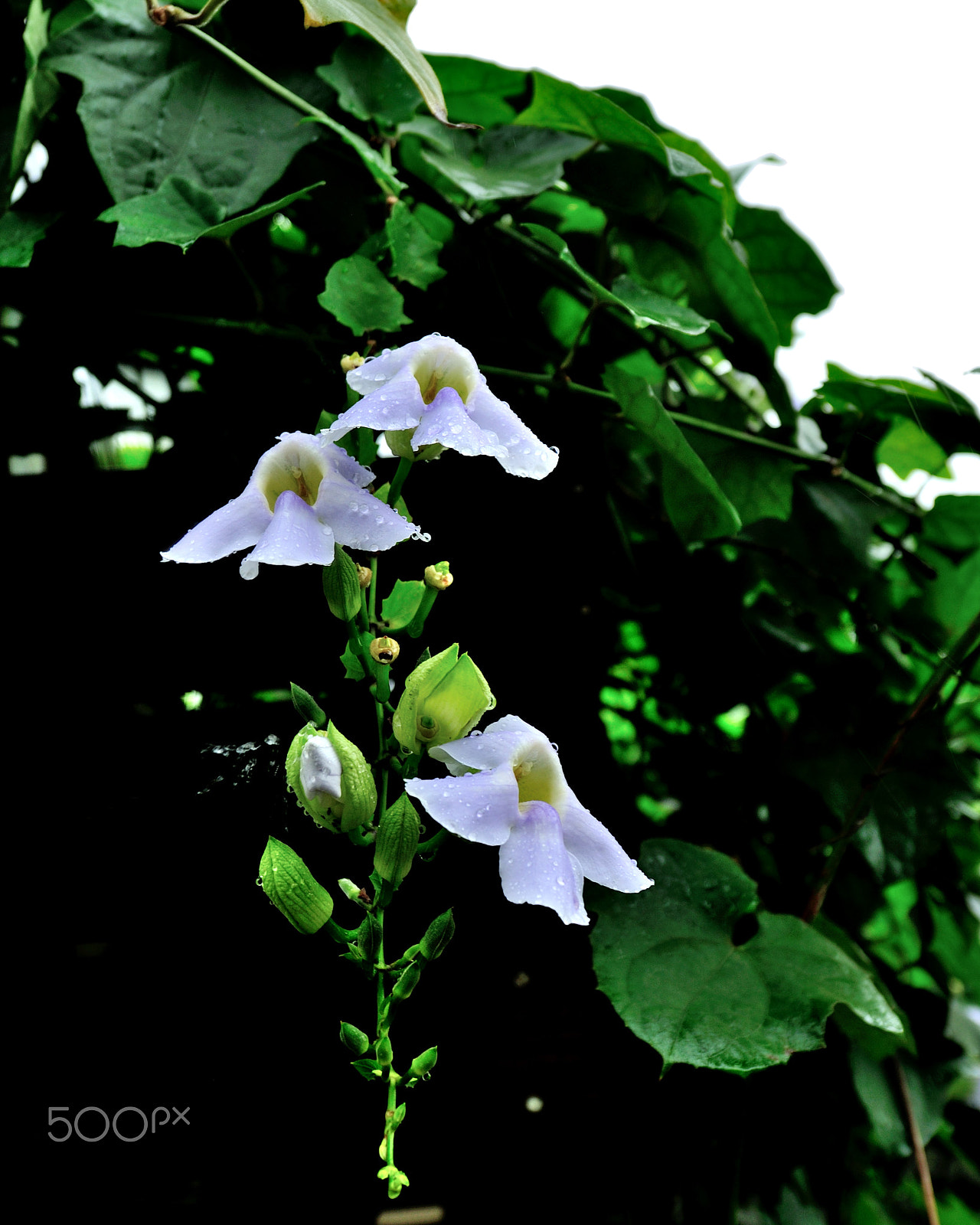 Nikon AF-S Nikkor 14-24mm F2.8G ED sample photo. Exquisite photography