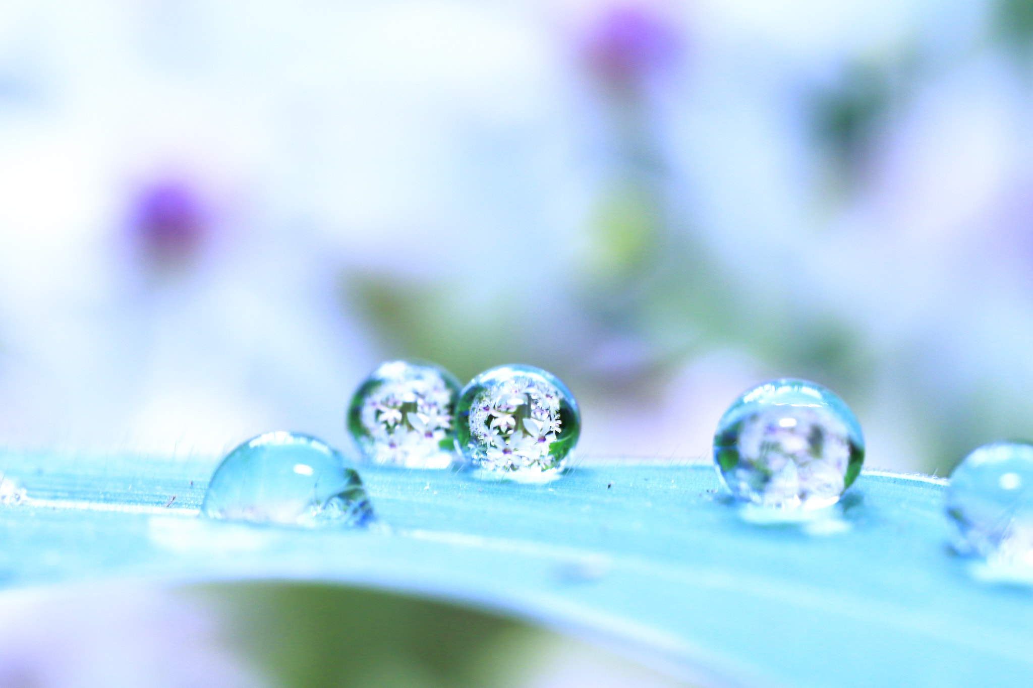 Canon MP-E 65mm F2.5 1-5x Macro Photo sample photo. Summer drops photography