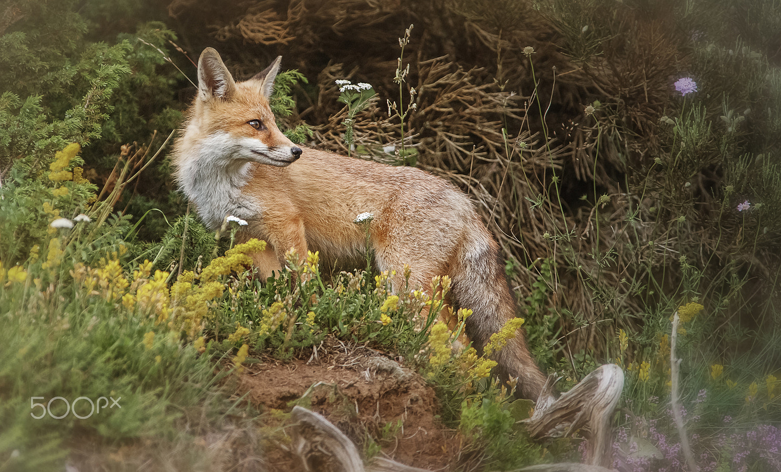 Canon EF 300mm f/2.8L + 1.4x sample photo. Renard photography