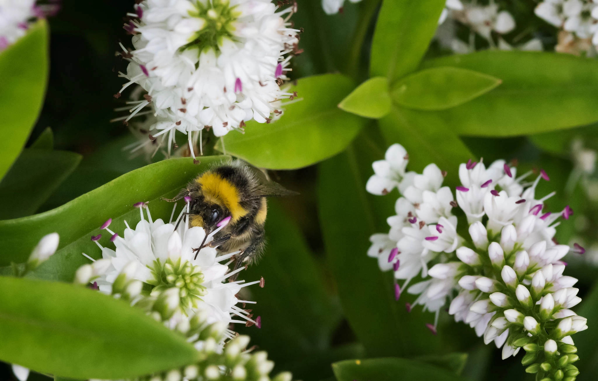 Sigma 105mm F2.8 EX DG OS HSM sample photo. Busy bee photography