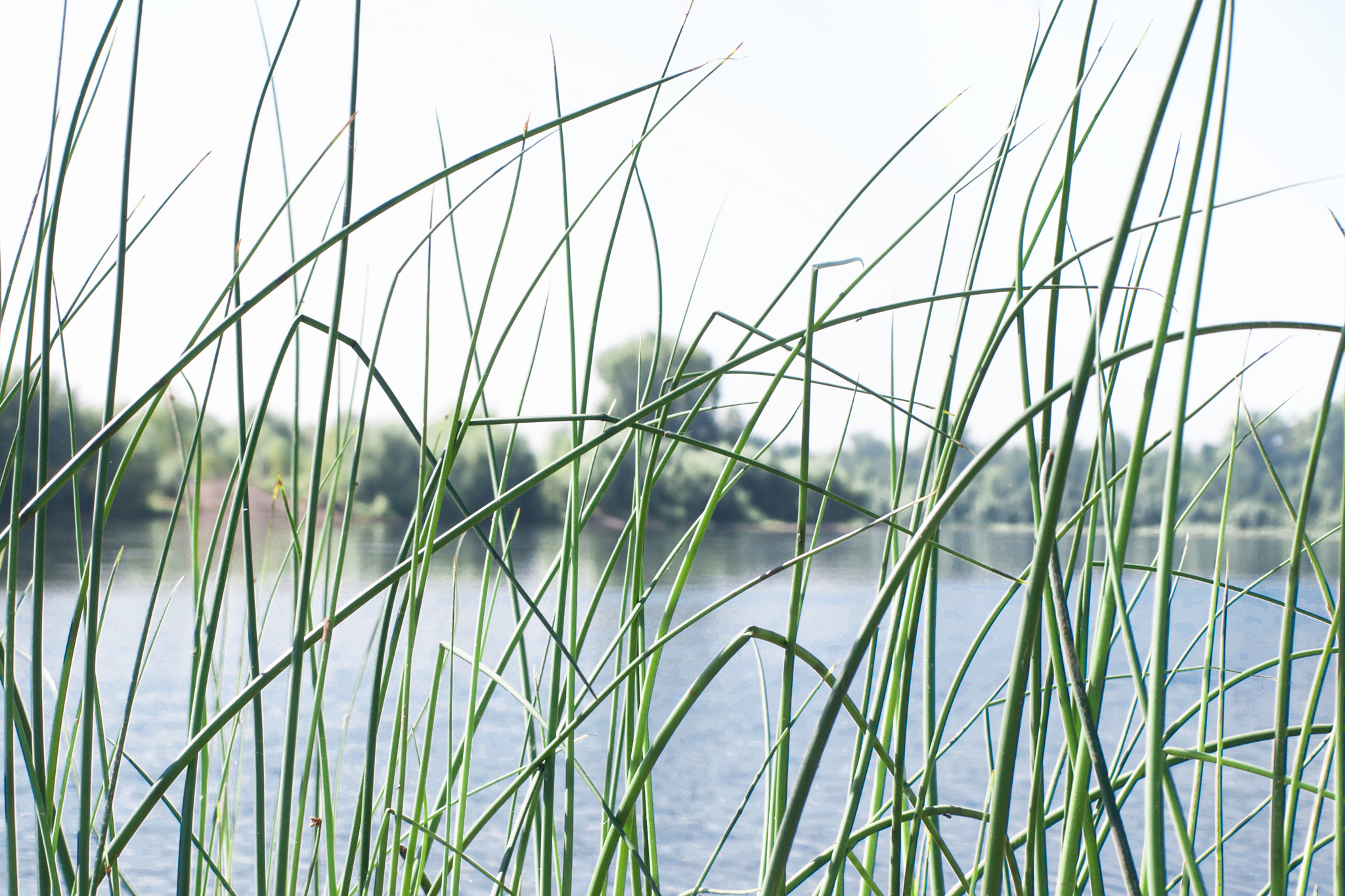 Olympus E-450 (EVOLT E-450) + OLYMPUS 14-42mm Lens sample photo. Through the grass. photography