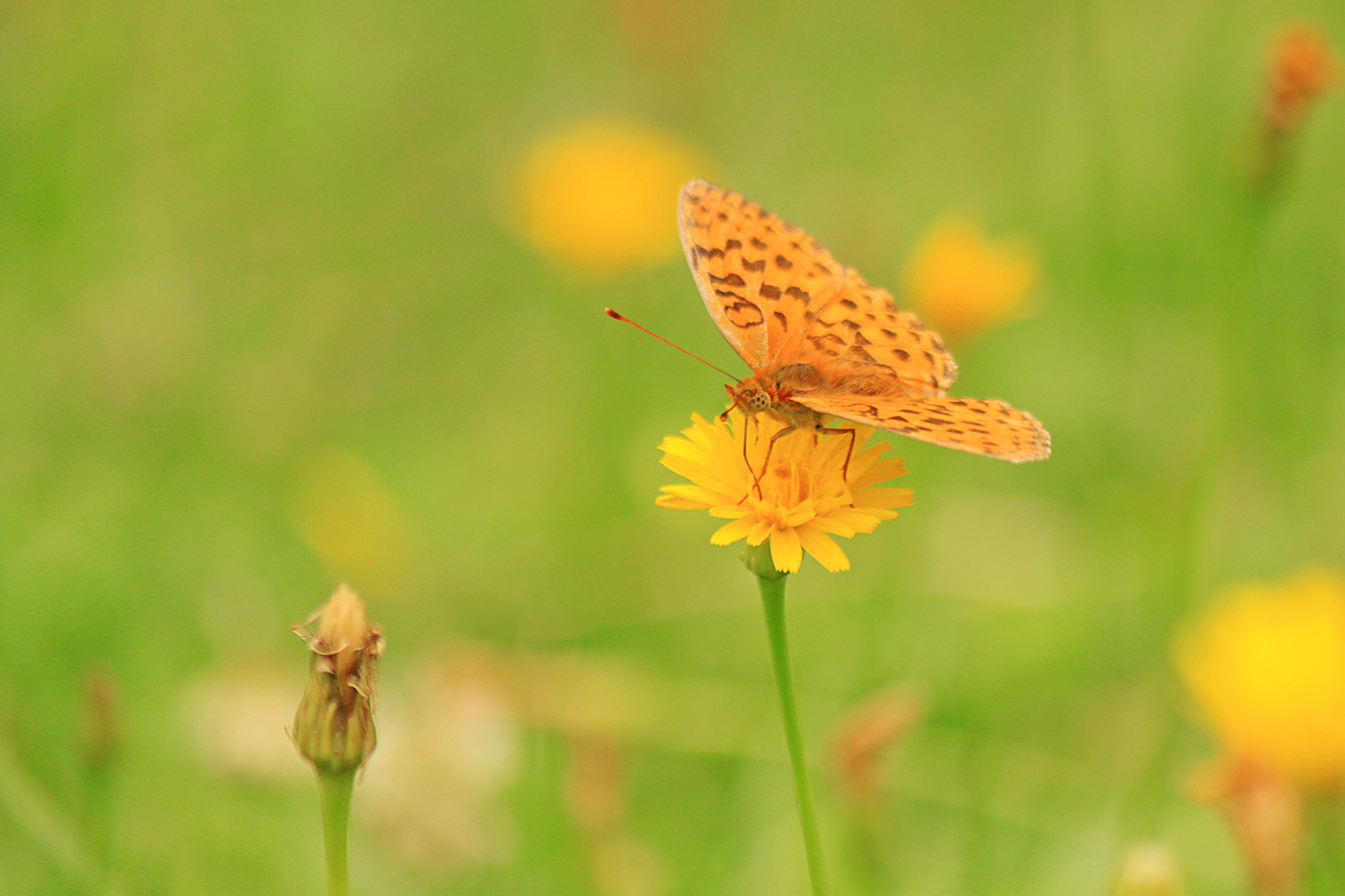 Canon EOS 500D (EOS Rebel T1i / EOS Kiss X3) sample photo. The last dance of a butterfly photography