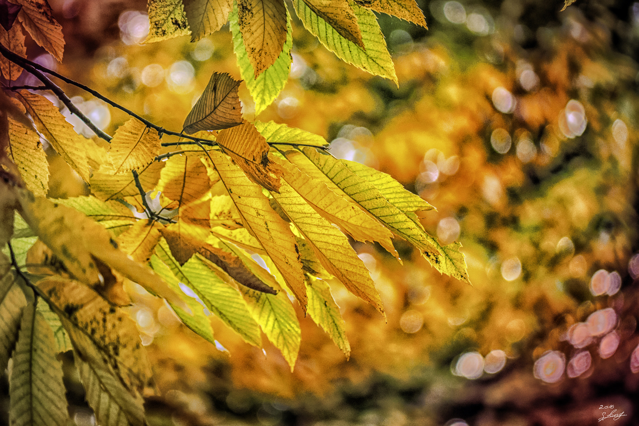 Panasonic Lumix G Vario 45-200mm F4-5.6 OIS sample photo. Herbstfarben photography