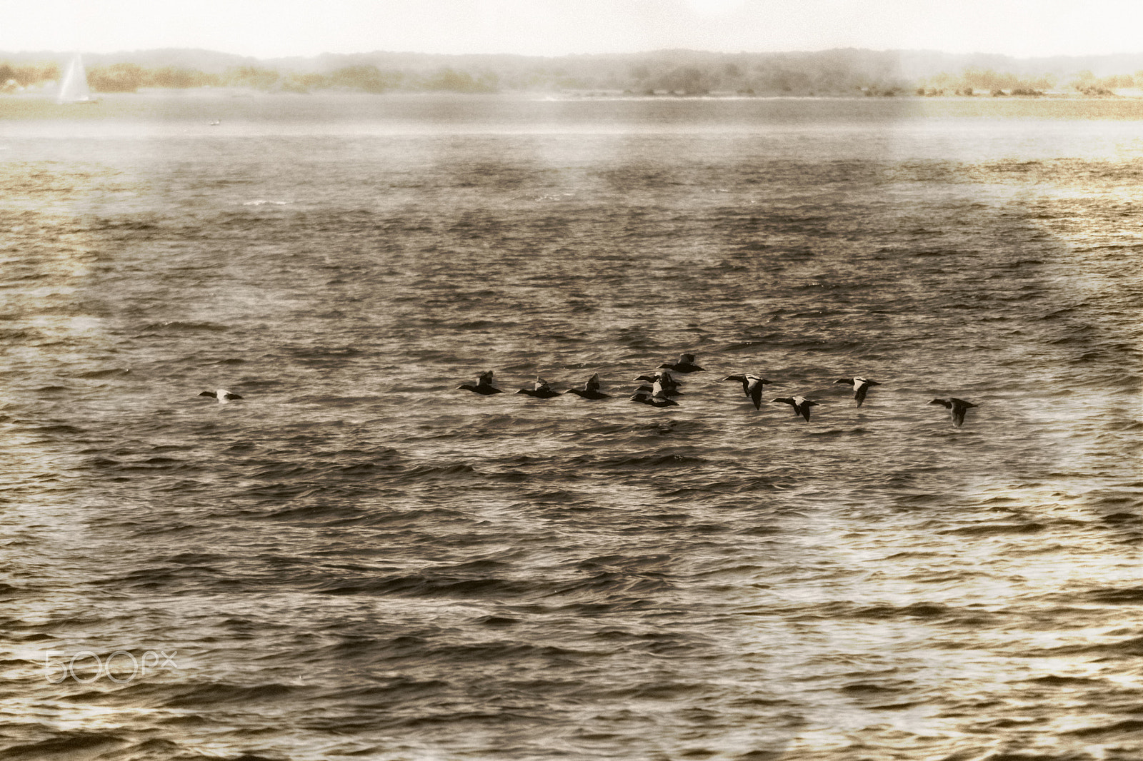 Nikon AF Nikkor 70-300mm F4-5.6G sample photo. Follow the leader photography