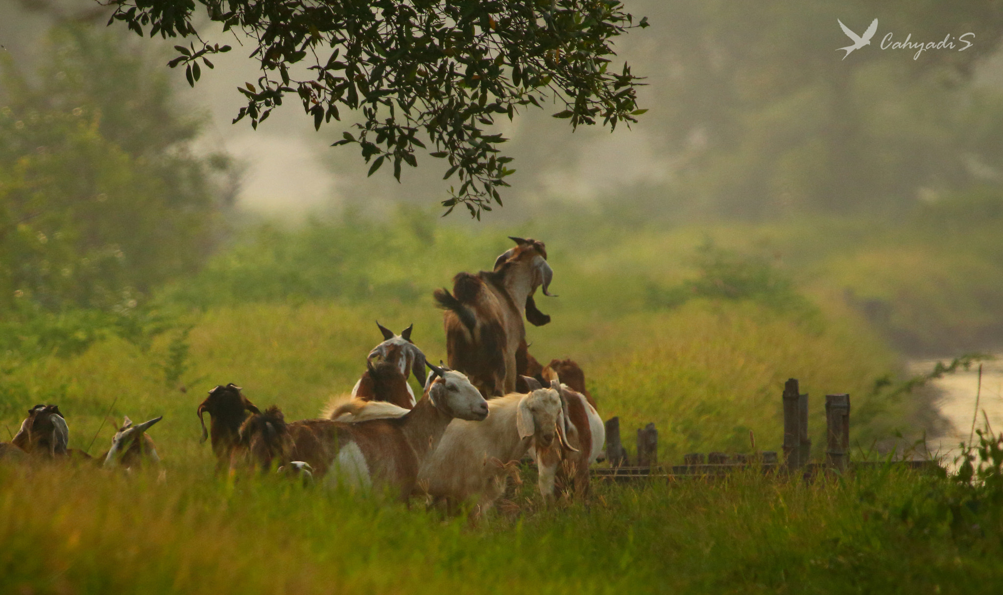 Canon EF 100-400mm F4.5-5.6L IS USM sample photo. The goats photography