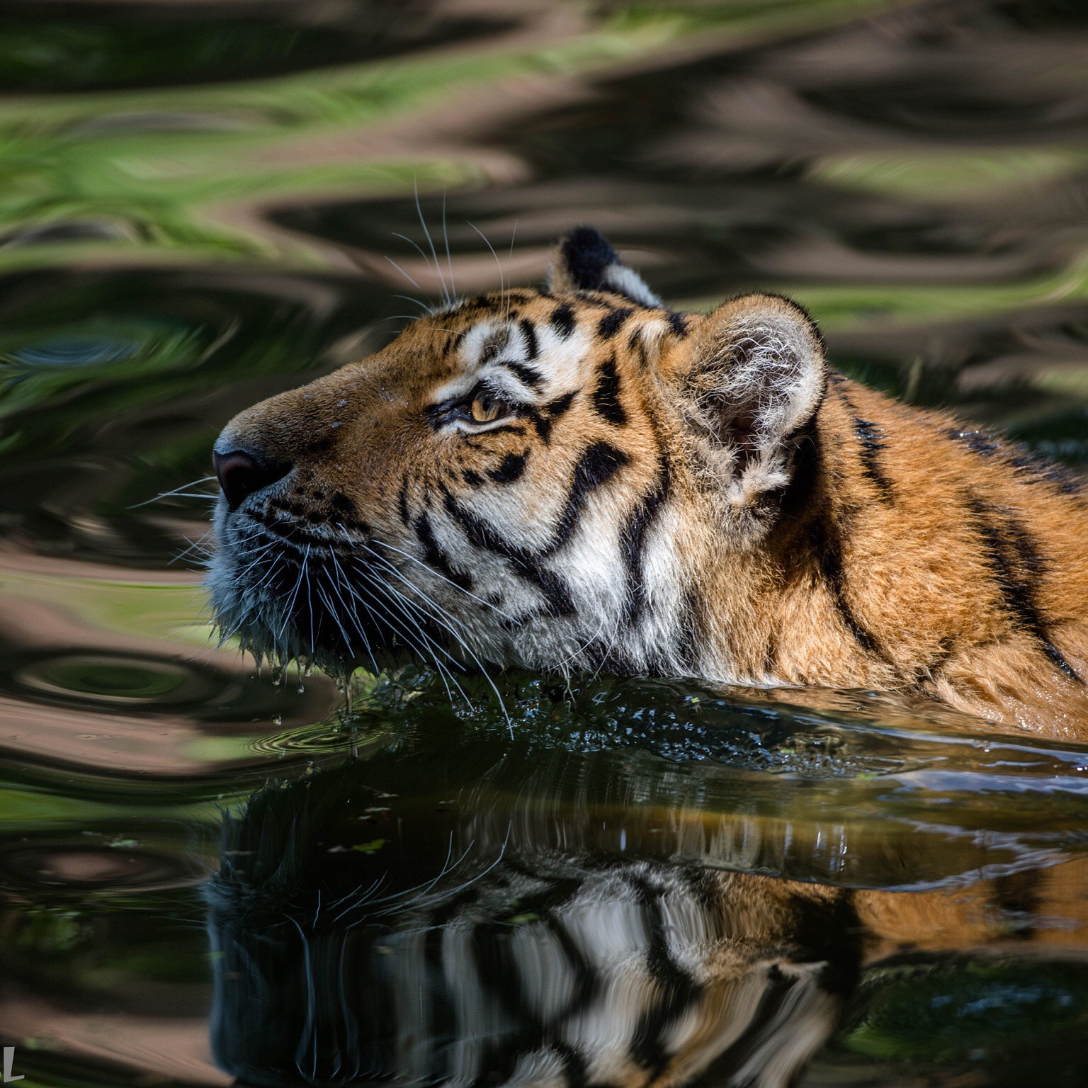 Canon EF 500mm F4L IS USM sample photo