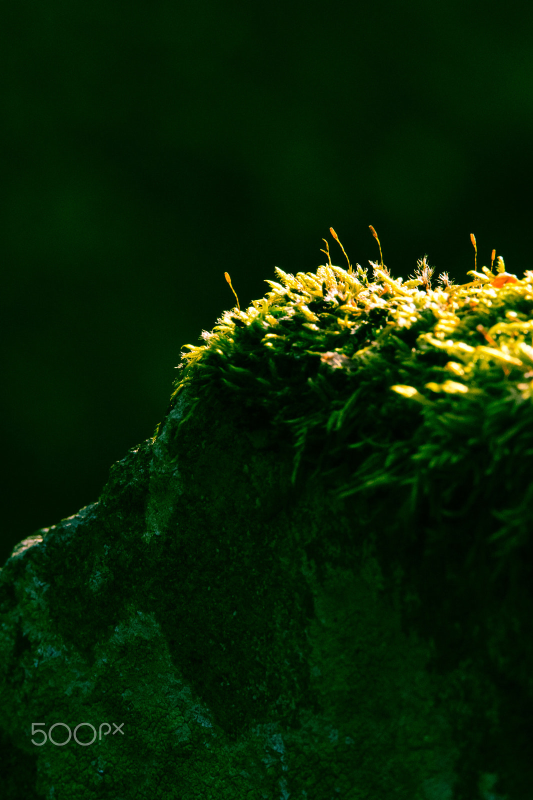 Tamron SP 150-600mm F5-6.3 Di VC USD sample photo. Small plants aspiring photography