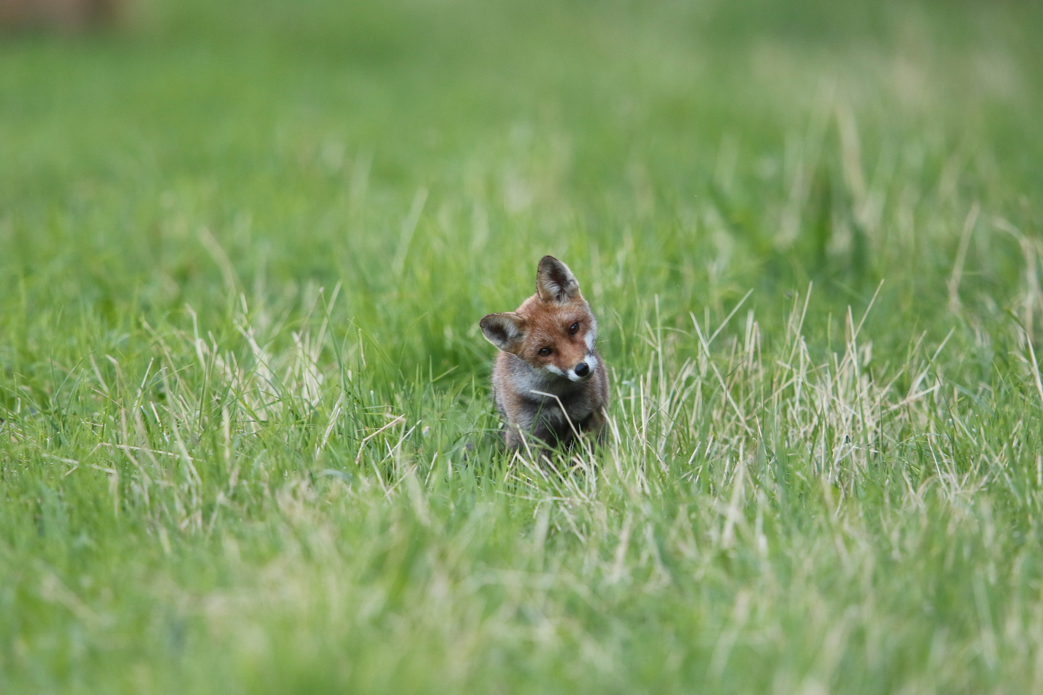 Canon EF 400mm F2.8L IS II USM sample photo. Fox photography