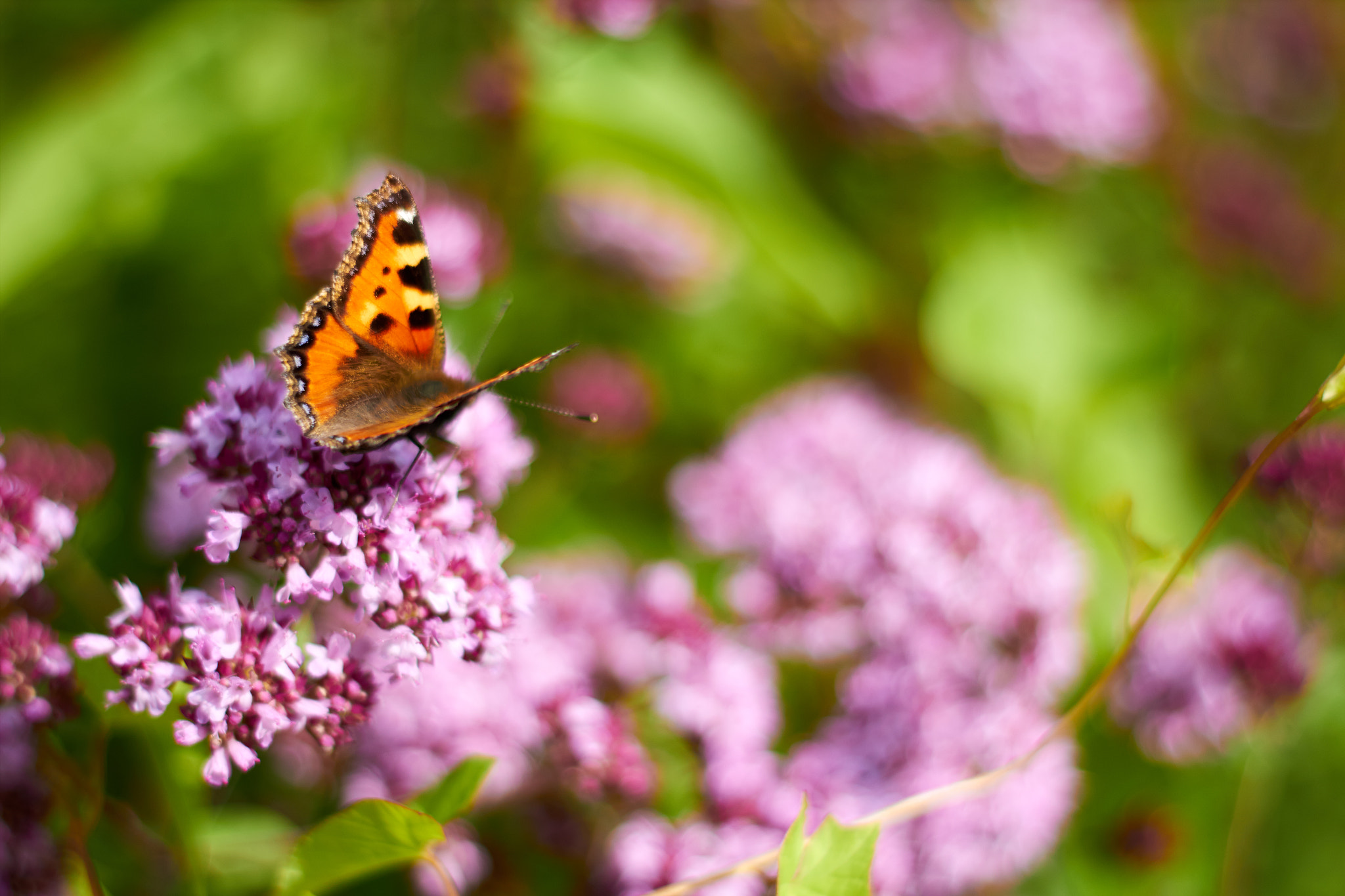 Canon EOS 650D (EOS Rebel T4i / EOS Kiss X6i) + Canon EF 50mm F1.8 II sample photo. Butterfly photography