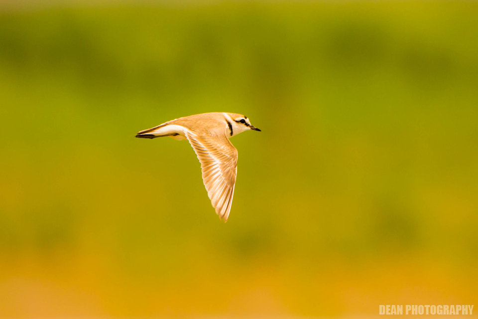 Canon EOS-1D Mark IV sample photo. Flying photography