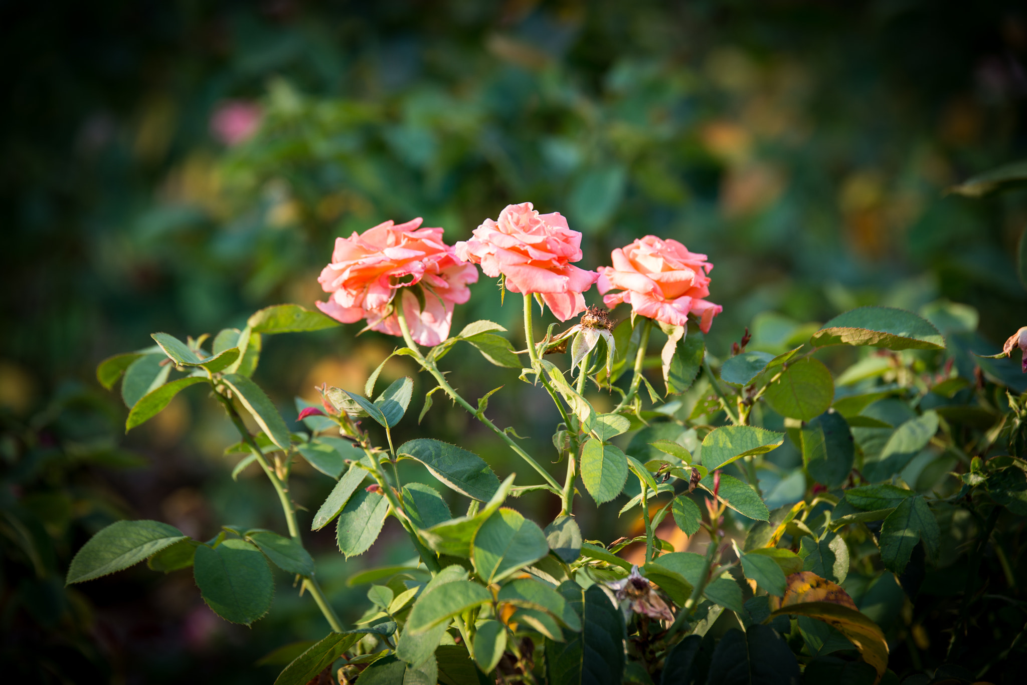 Tamron SP 70-200mm F2.8 Di VC USD sample photo. Three roses in clintonville, columbus, ohio photography