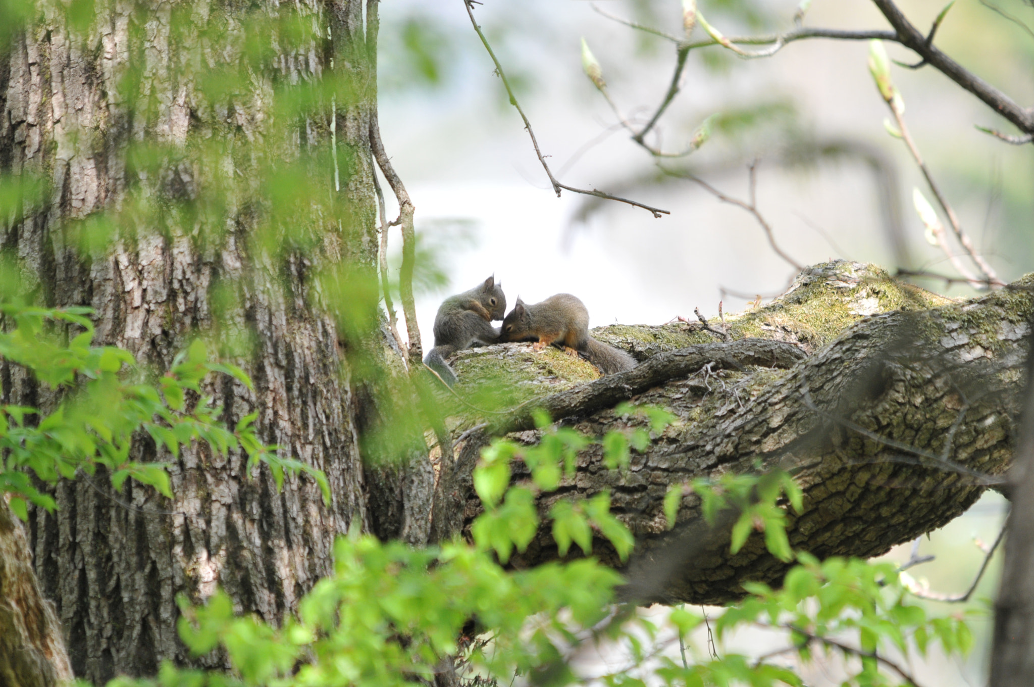 Sigma 150-500mm F5-6.3 DG OS HSM sample photo. Calm time photography