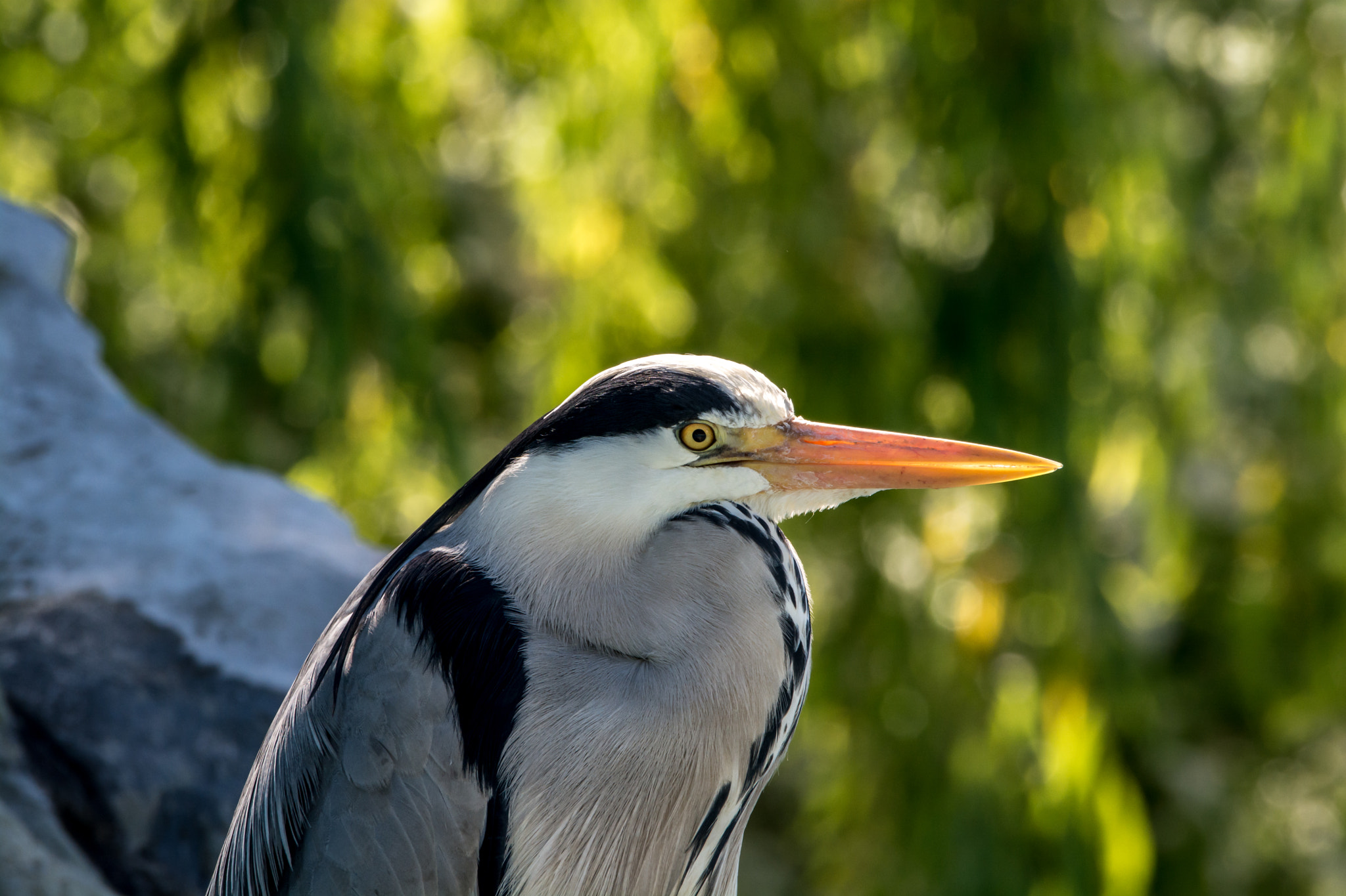 Sigma 120-400mm F4.5-5.6 DG OS HSM sample photo. Graureiher photography