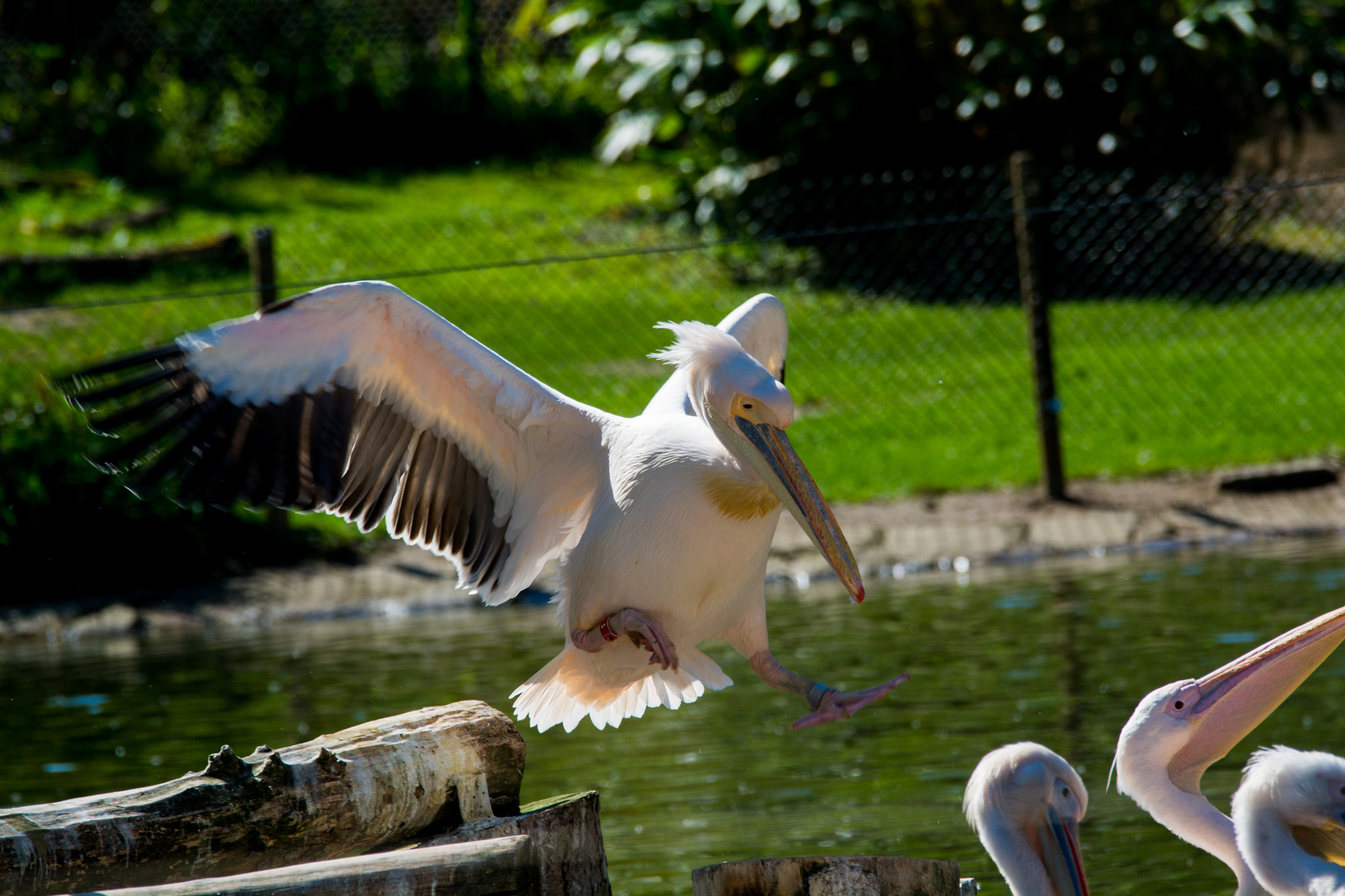 Sigma 120-400mm F4.5-5.6 DG OS HSM sample photo. Pelikan  photography