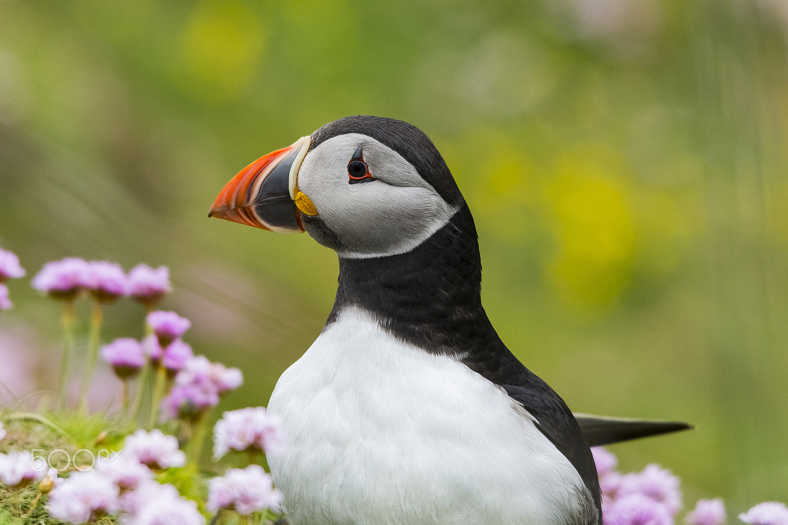 Sigma 120-400mm F4.5-5.6 DG OS HSM sample photo. Puffin photography