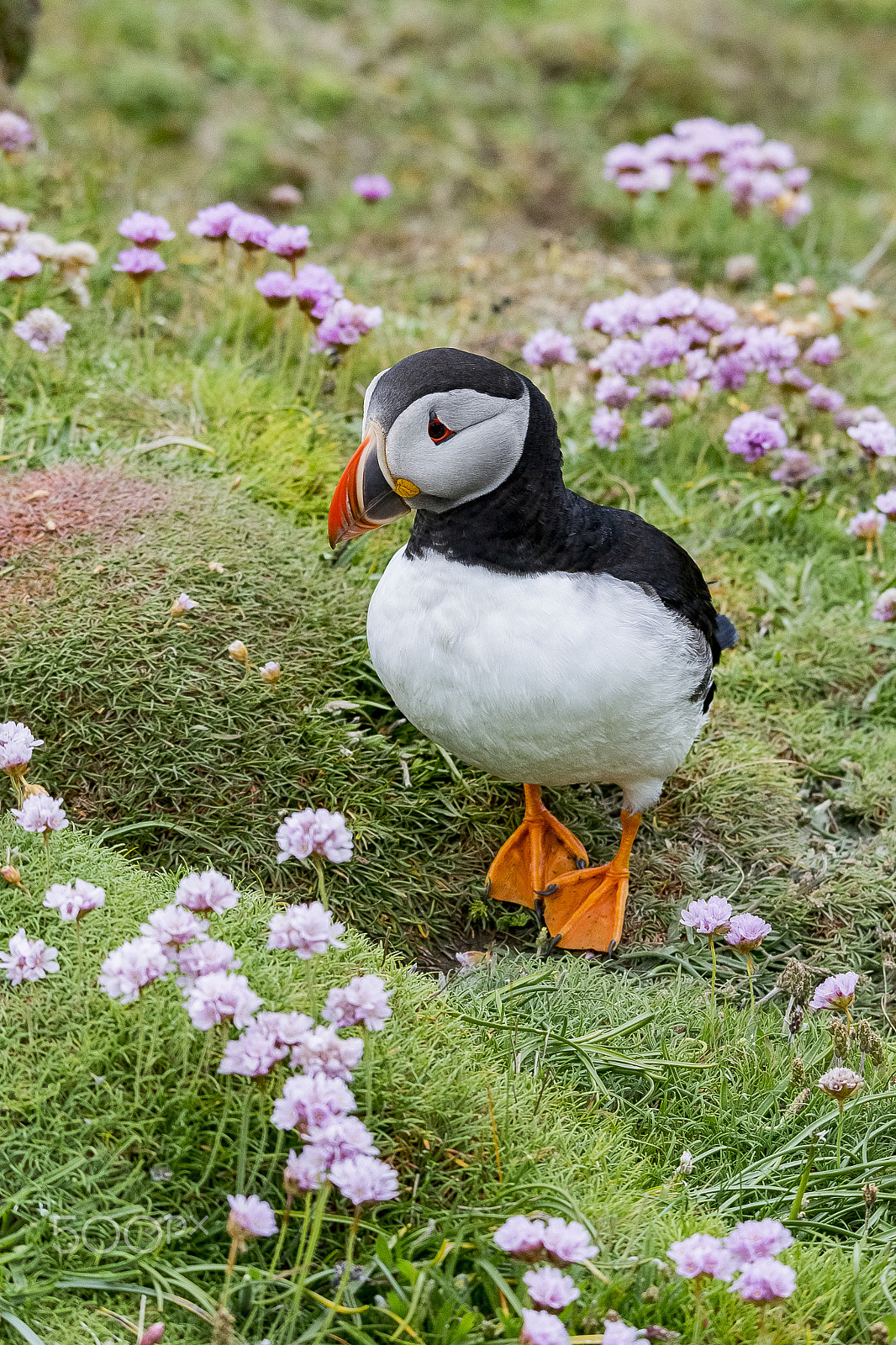 Sigma 120-400mm F4.5-5.6 DG OS HSM sample photo. Puffin 2 photography