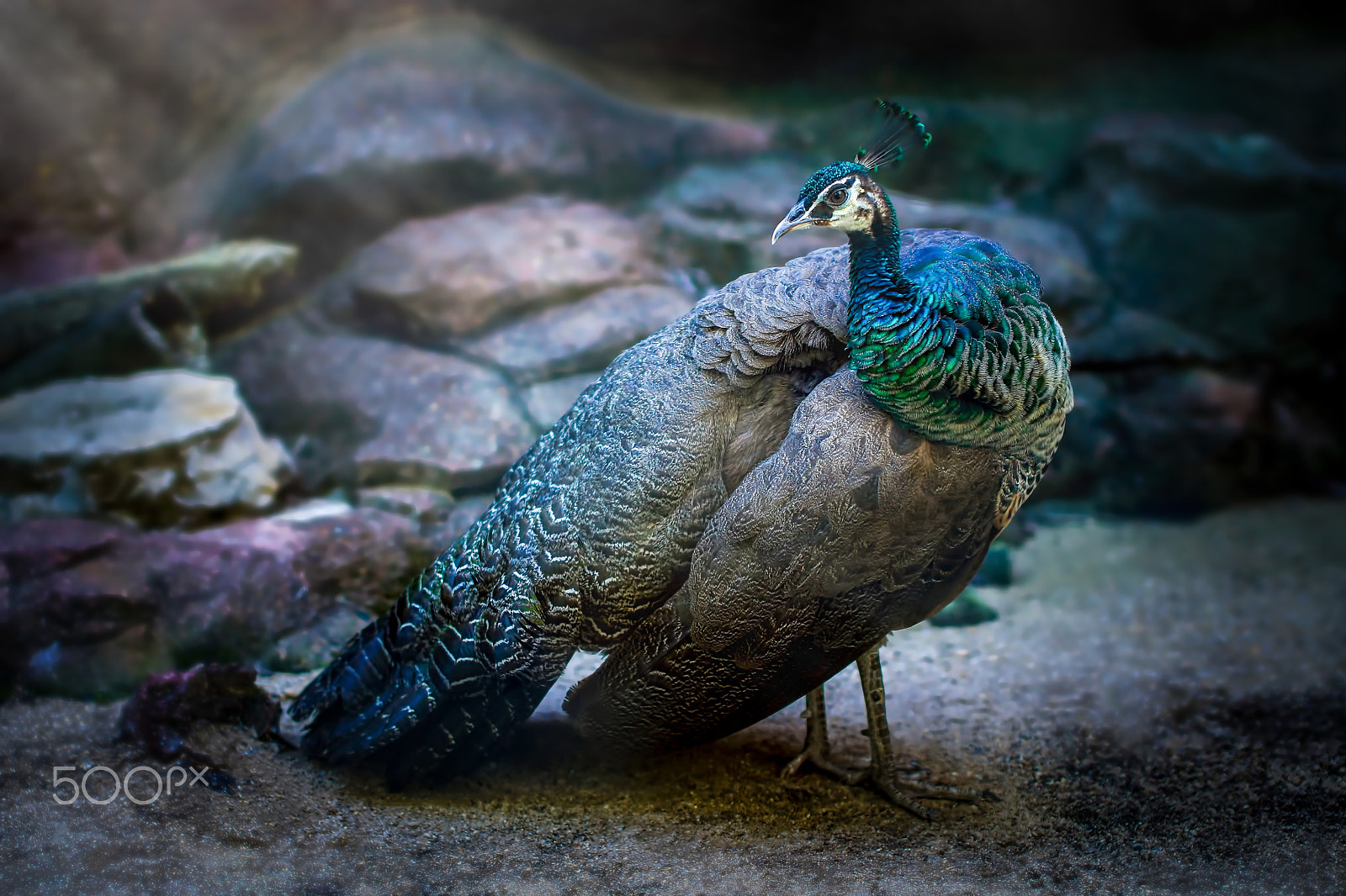 Sony SLT-A65 (SLT-A65V) + Minolta AF 50mm F1.4 [New] sample photo. Beautiful peacock photography