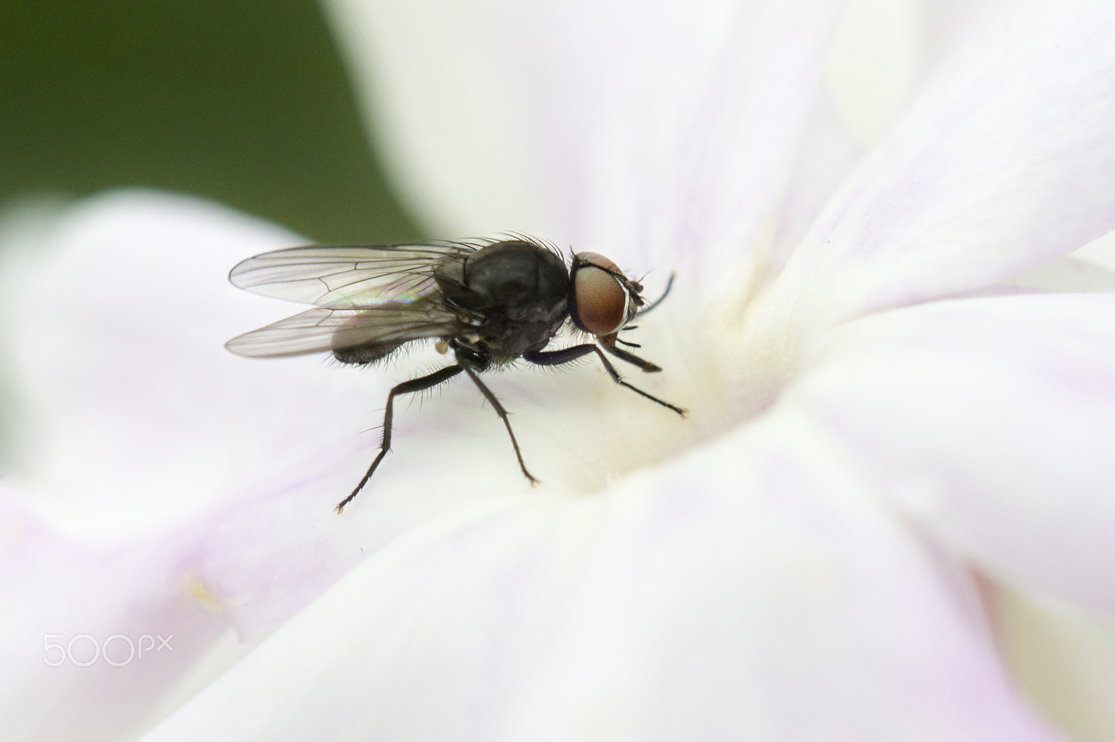 Nikon AF-S DX Micro Nikkor 40mm F2.8 sample photo. Fly macro photography