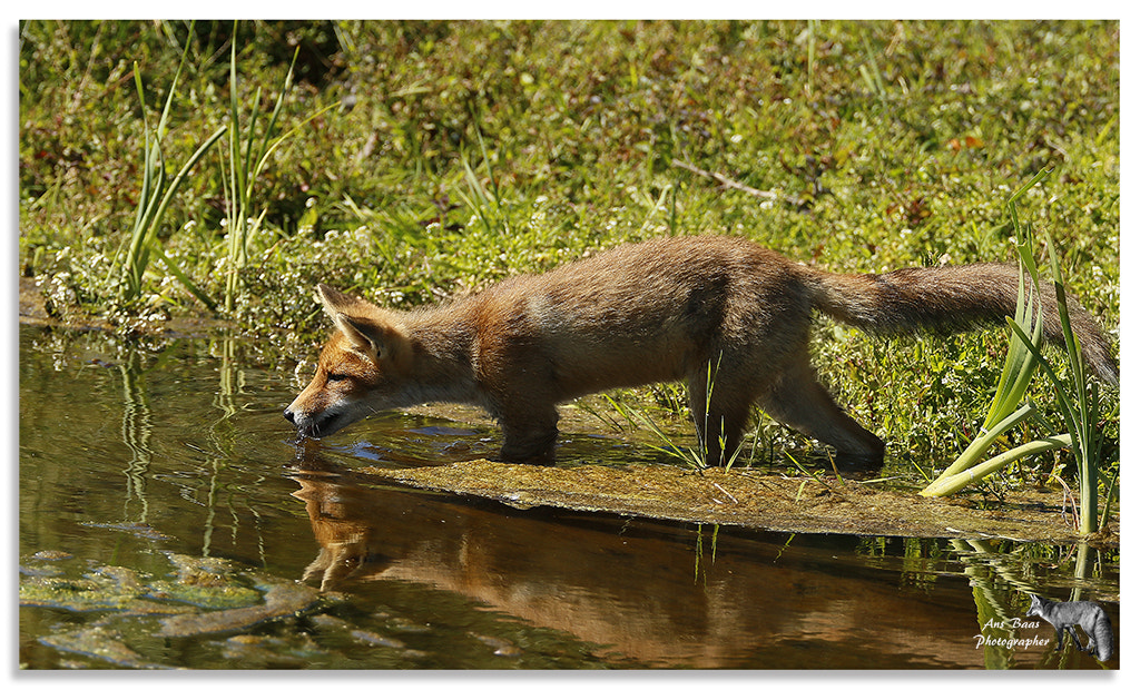 Canon EOS 7D Mark II + Canon EF 70-200mm F4L USM sample photo. Fox in the water ans baas photography