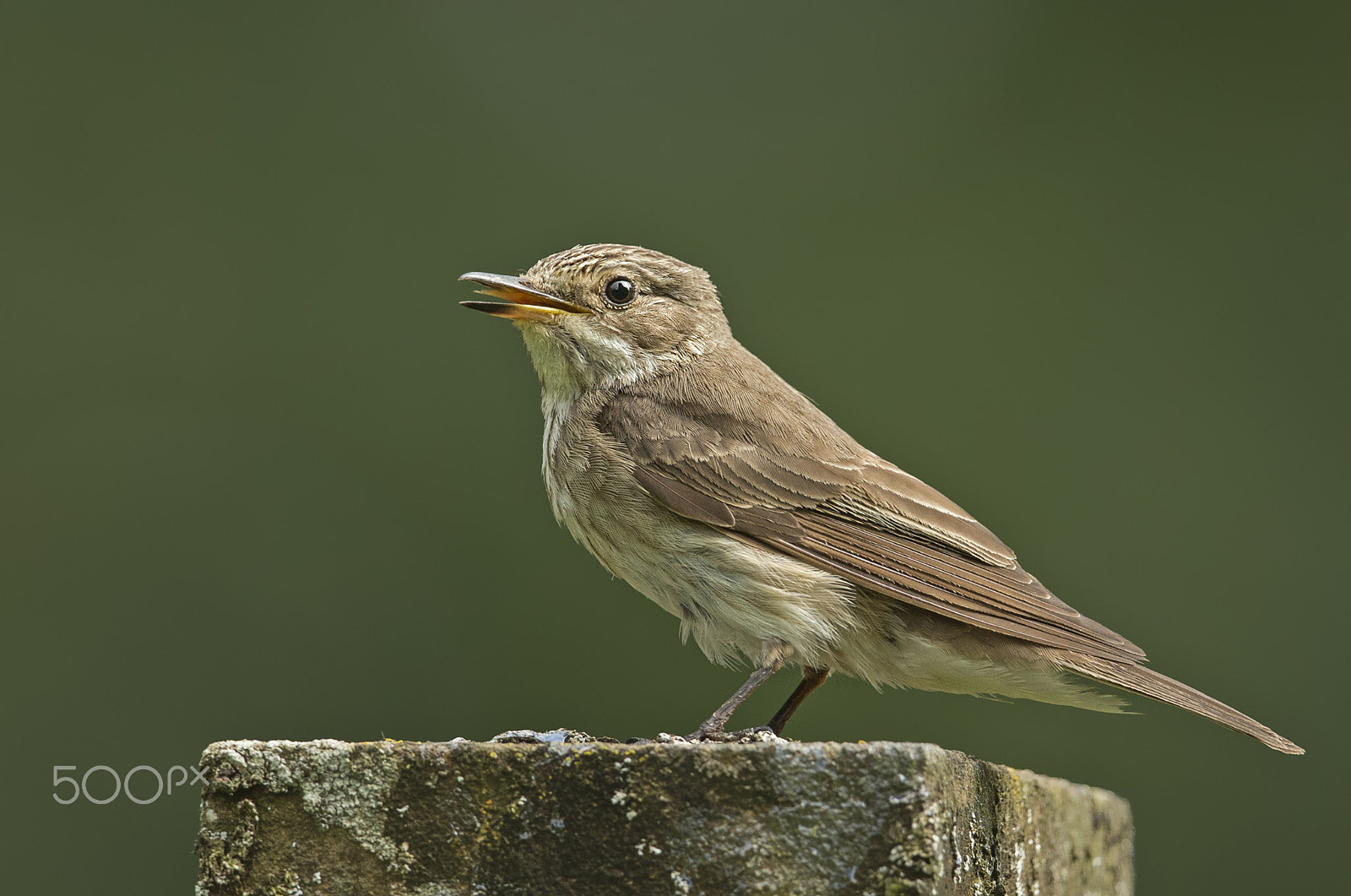 Canon EF 500mm F4L IS II USM sample photo. Spotted flycatcher photography