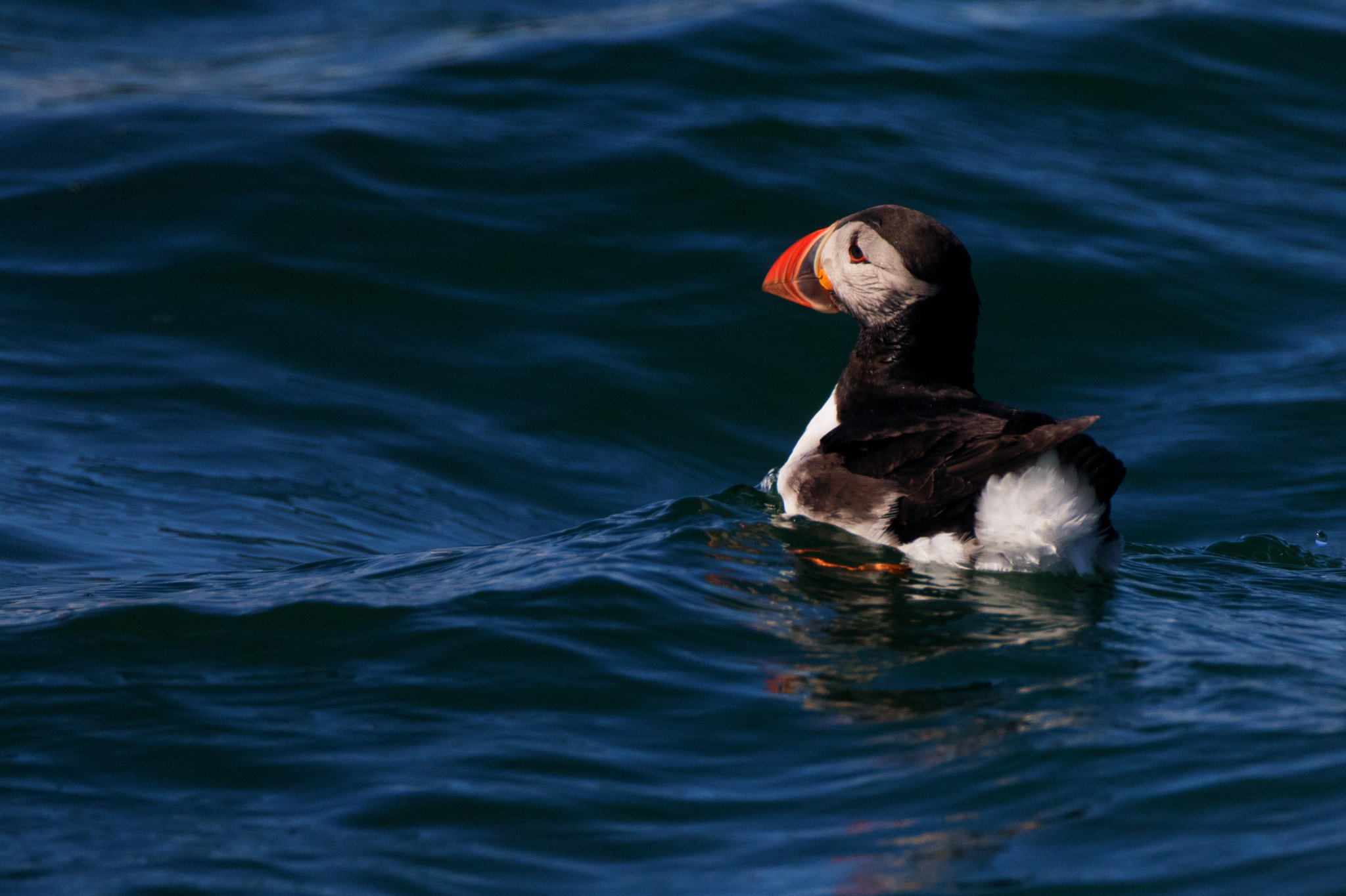 Canon EF 500mm F4L IS USM sample photo. Puffin cresting wave photography