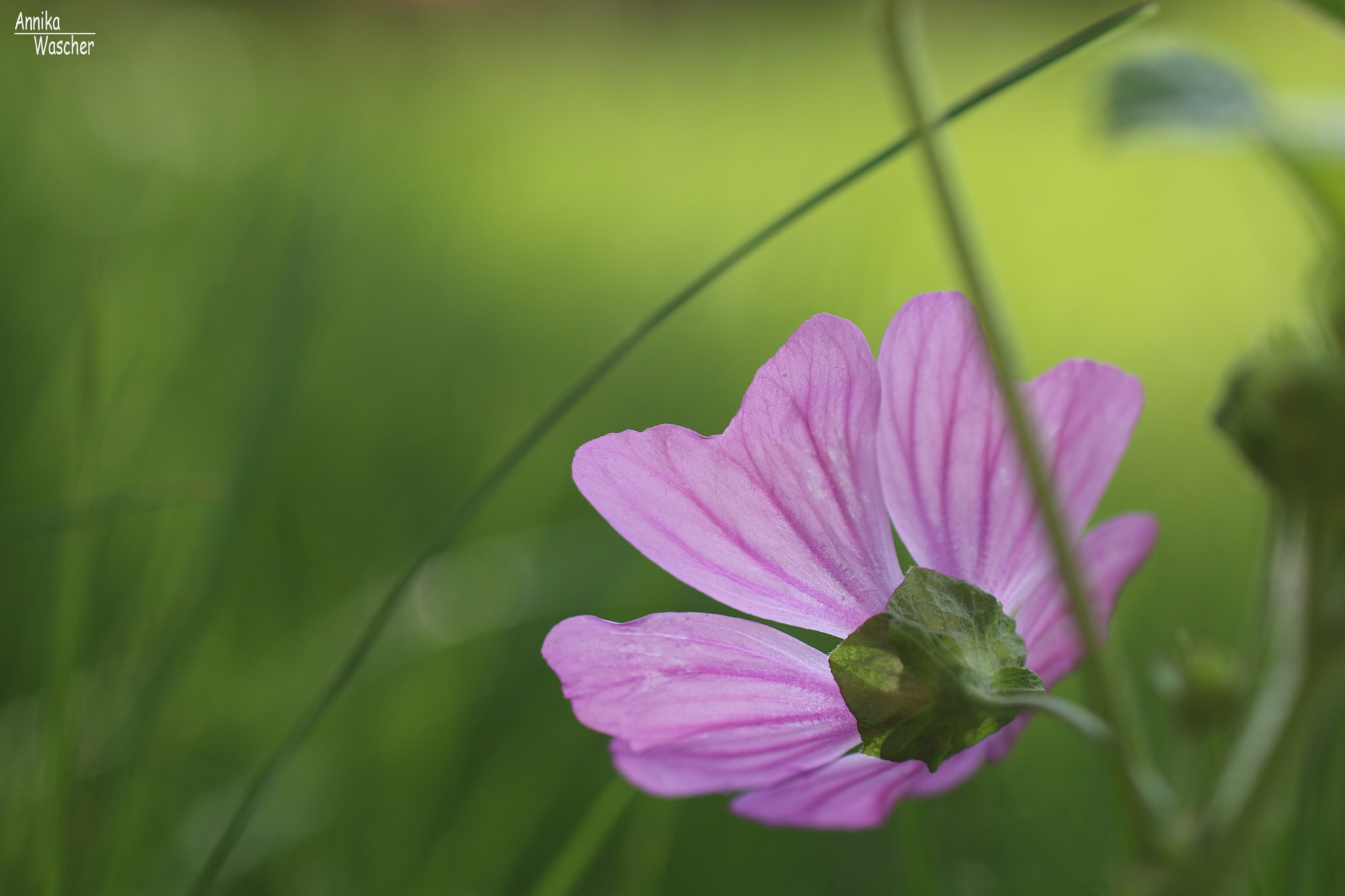 Canon EOS 70D + Sigma 18-50mm f/2.8 Macro sample photo. Looking up to the sun photography